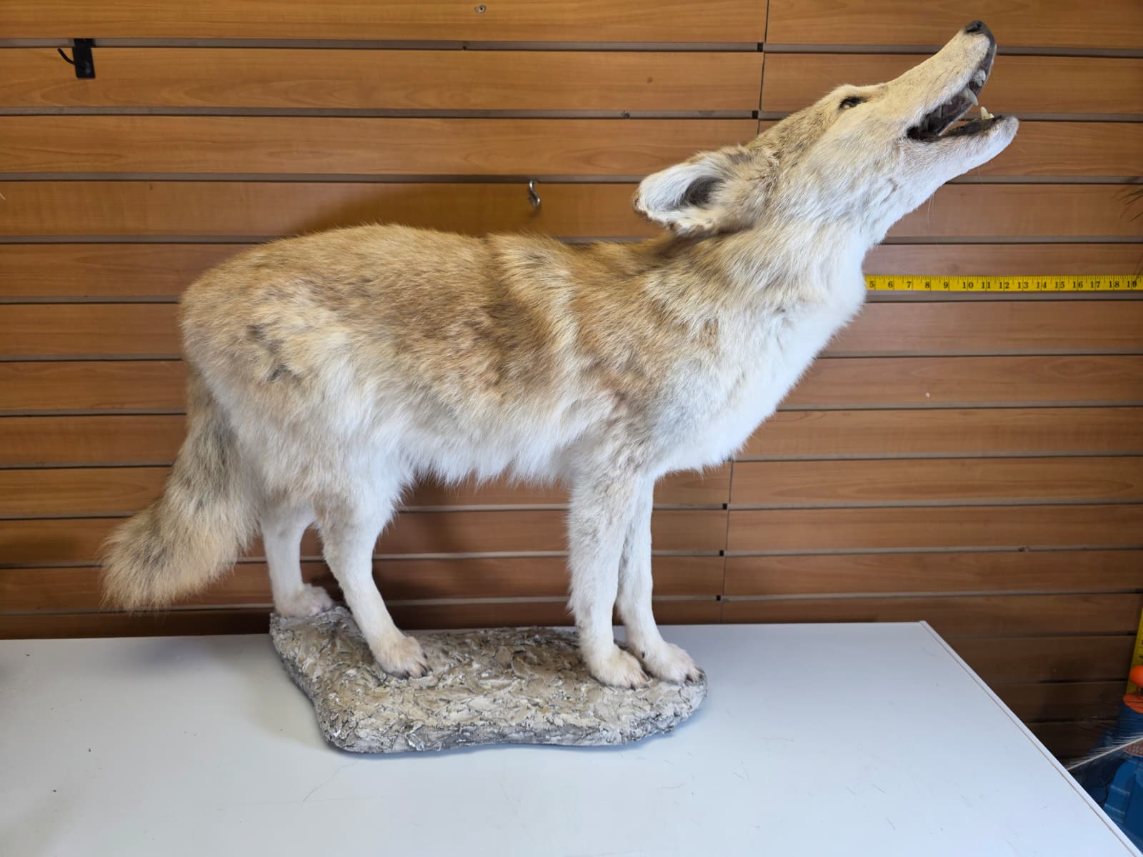 FHAB26 - Coyote Taxidermy Mount