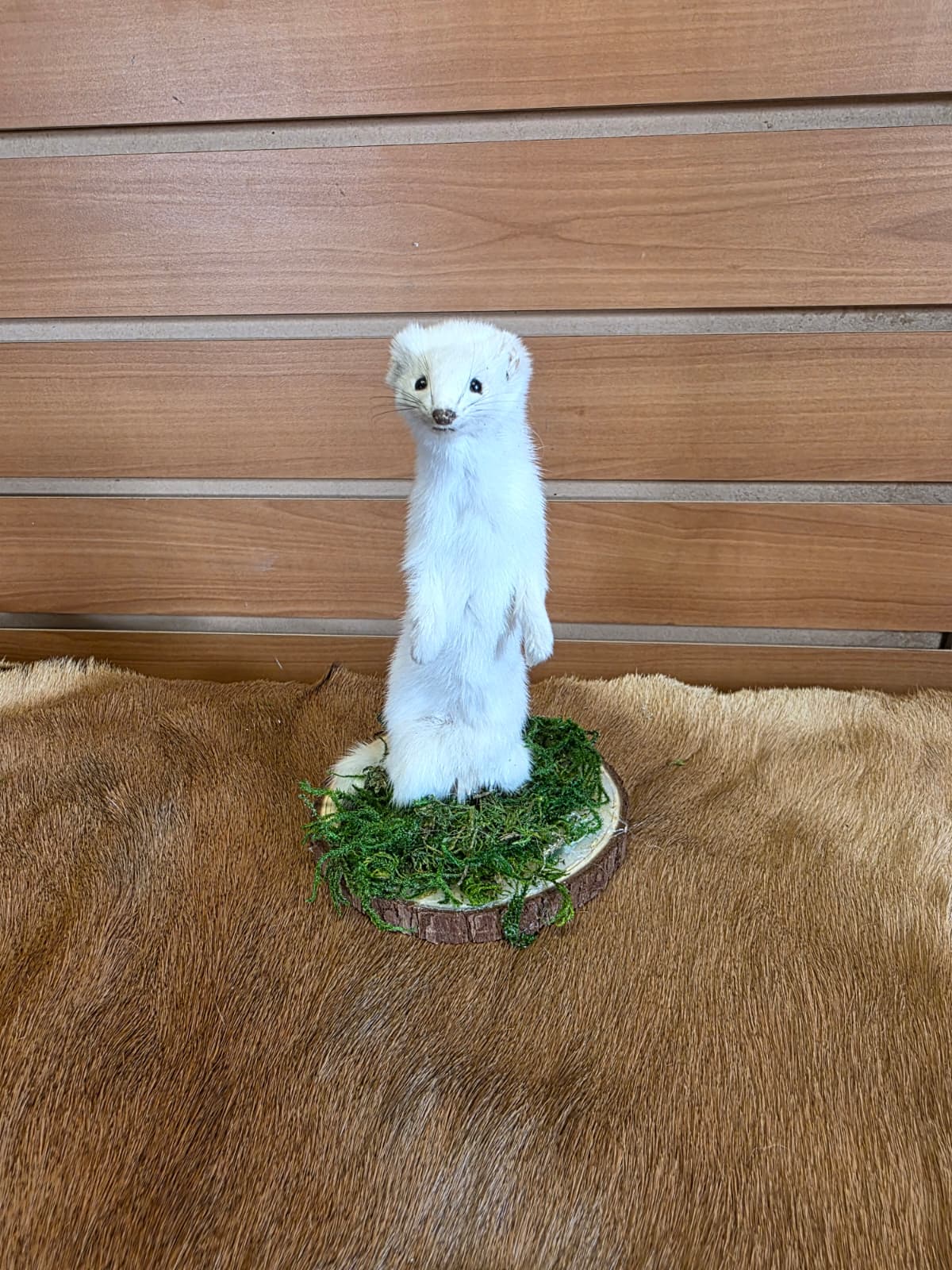 FHCK100 - Beautiful Adorable Weasel Ermine Small Animal Taxidermy