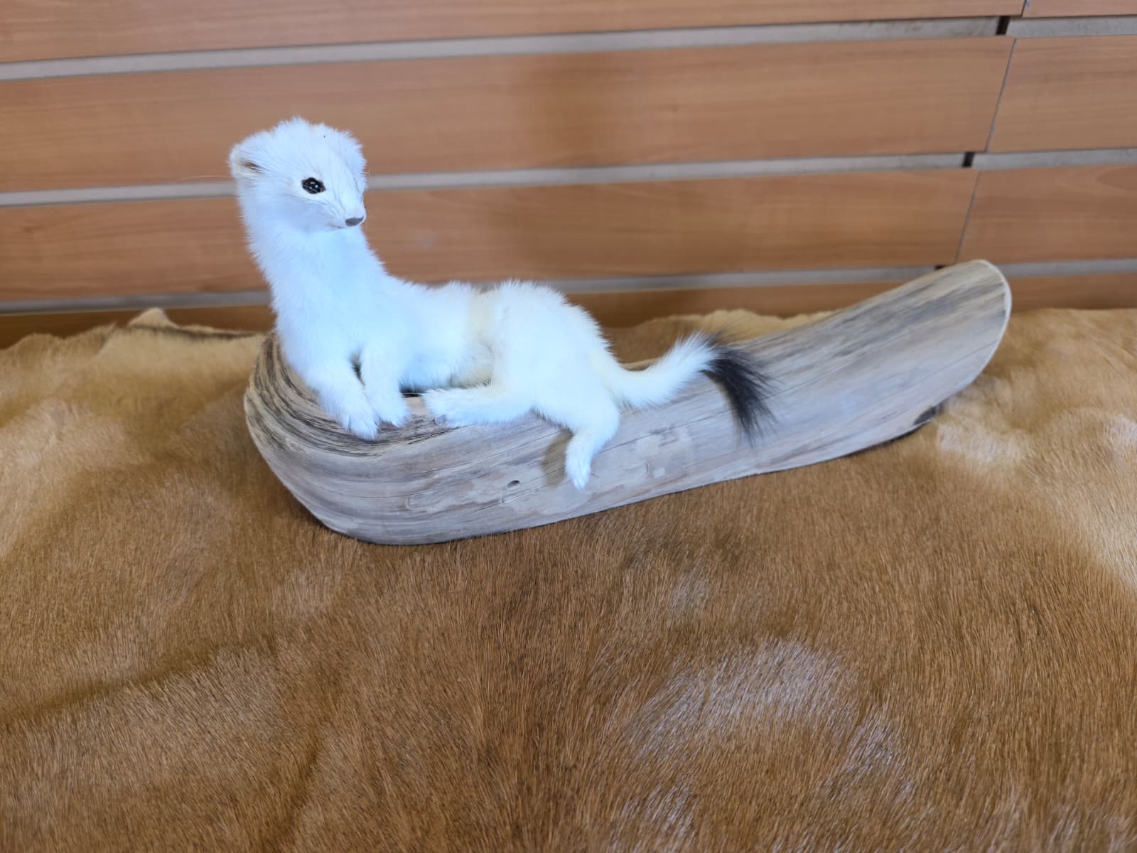 FHCK107 - Beautiful Adorable Weasel Ermine Small Animal Taxidermy