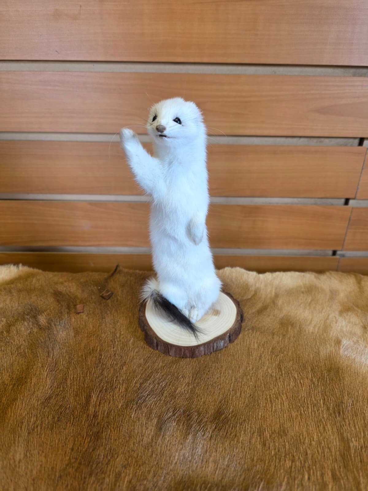 FHCK102 - Beautiful Adorable Weasel Ermine Small Animal Taxidermy
