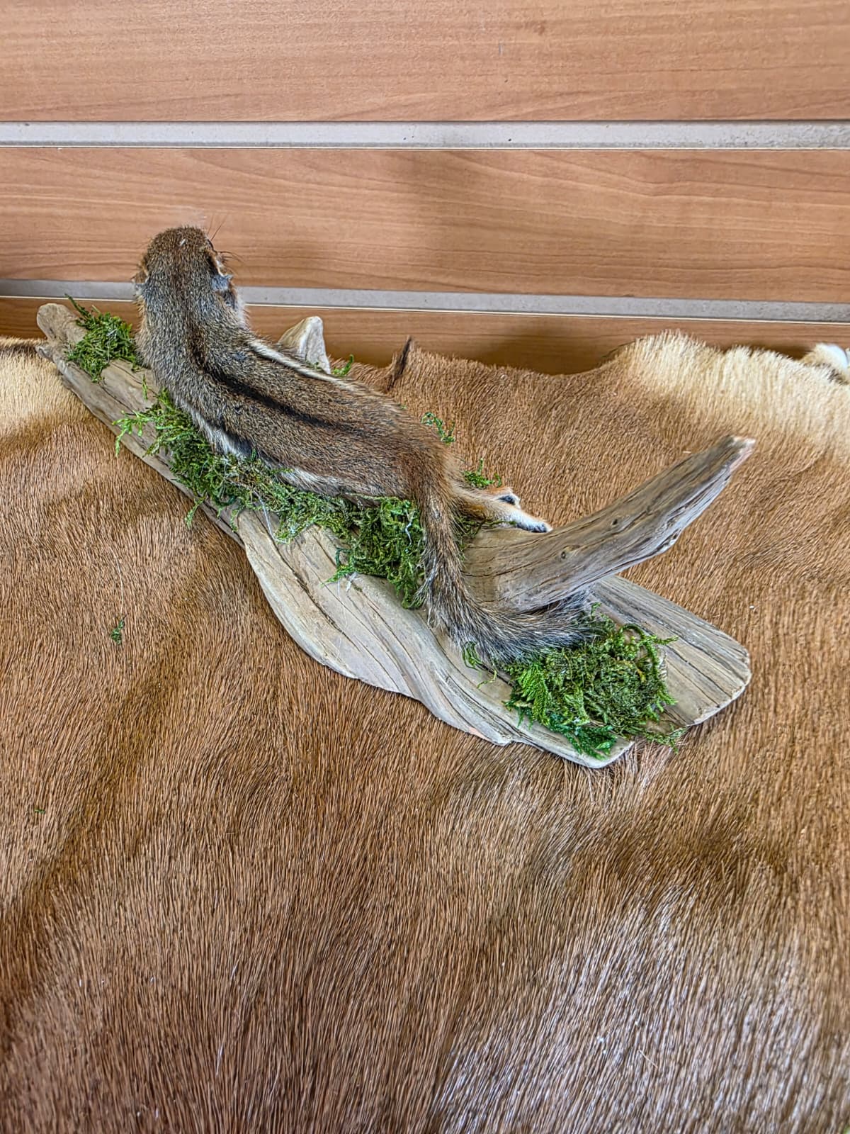 FHCK112 - Chipmunk Taxidermy Mount