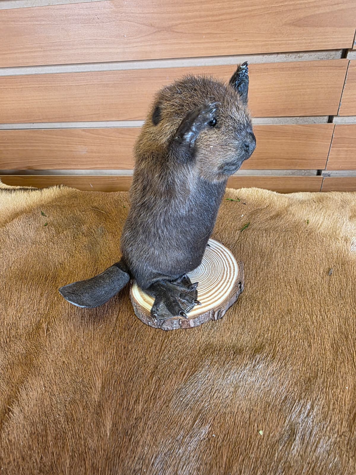 FHCK121 - Baby Beaver Taxidermy Mount