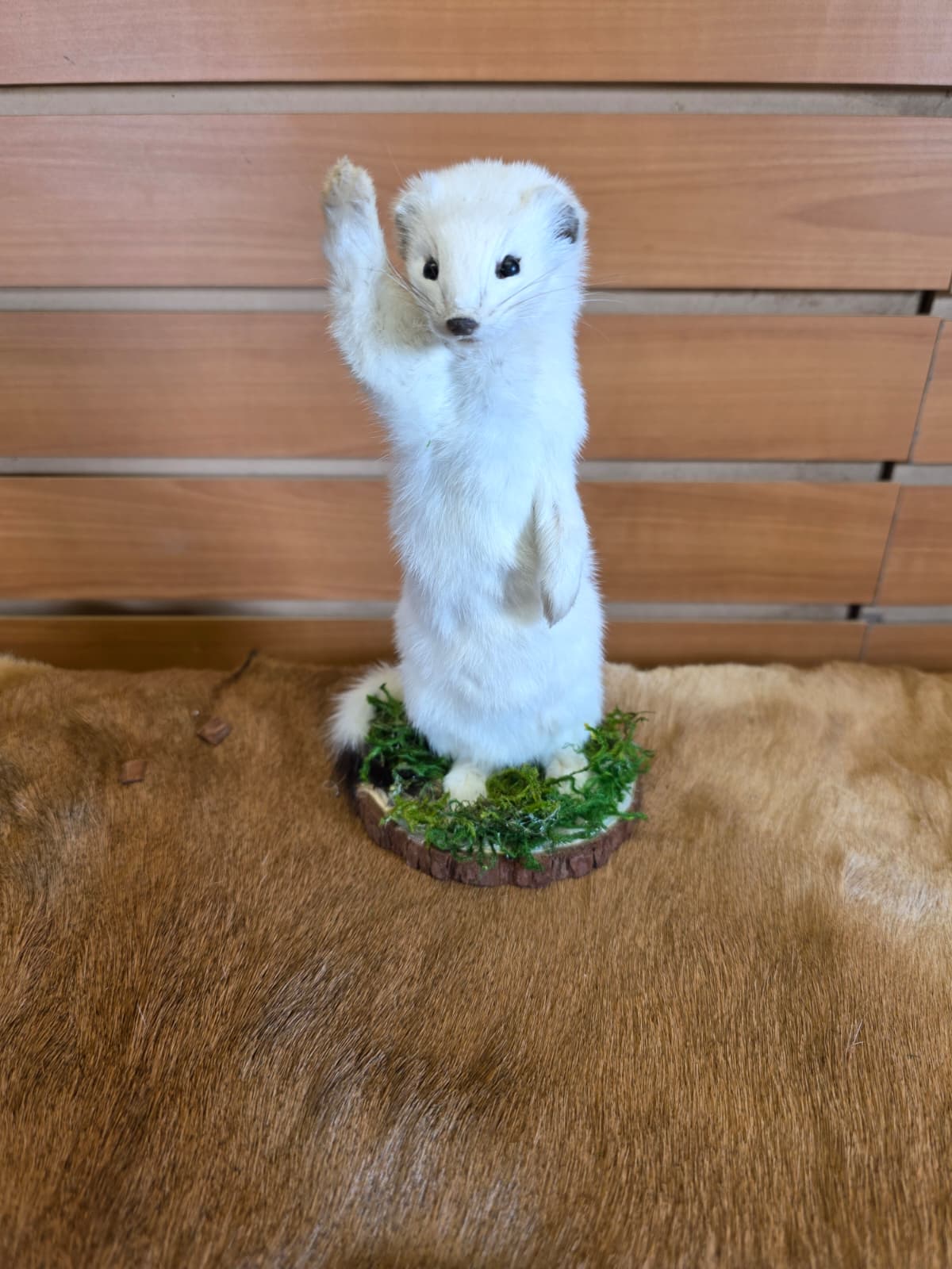 FHCK103 - Beautiful Adorable Weasel Ermine Small Animal Taxidermy