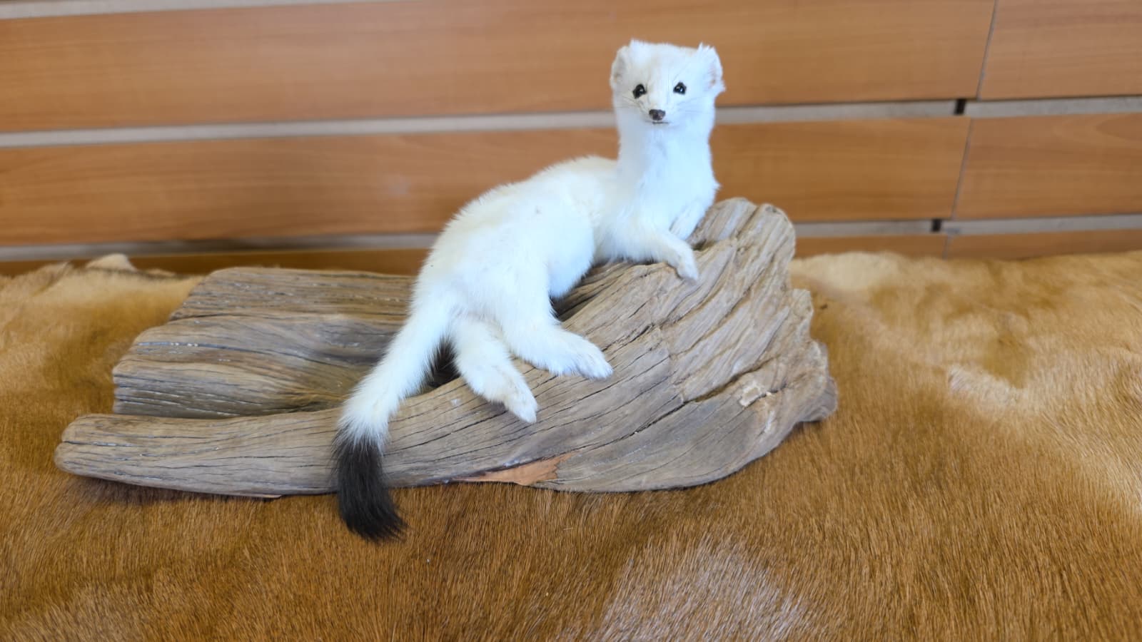 FHCK95 - Beautiful Adorable Weasel Ermine Small Animal Taxidermy