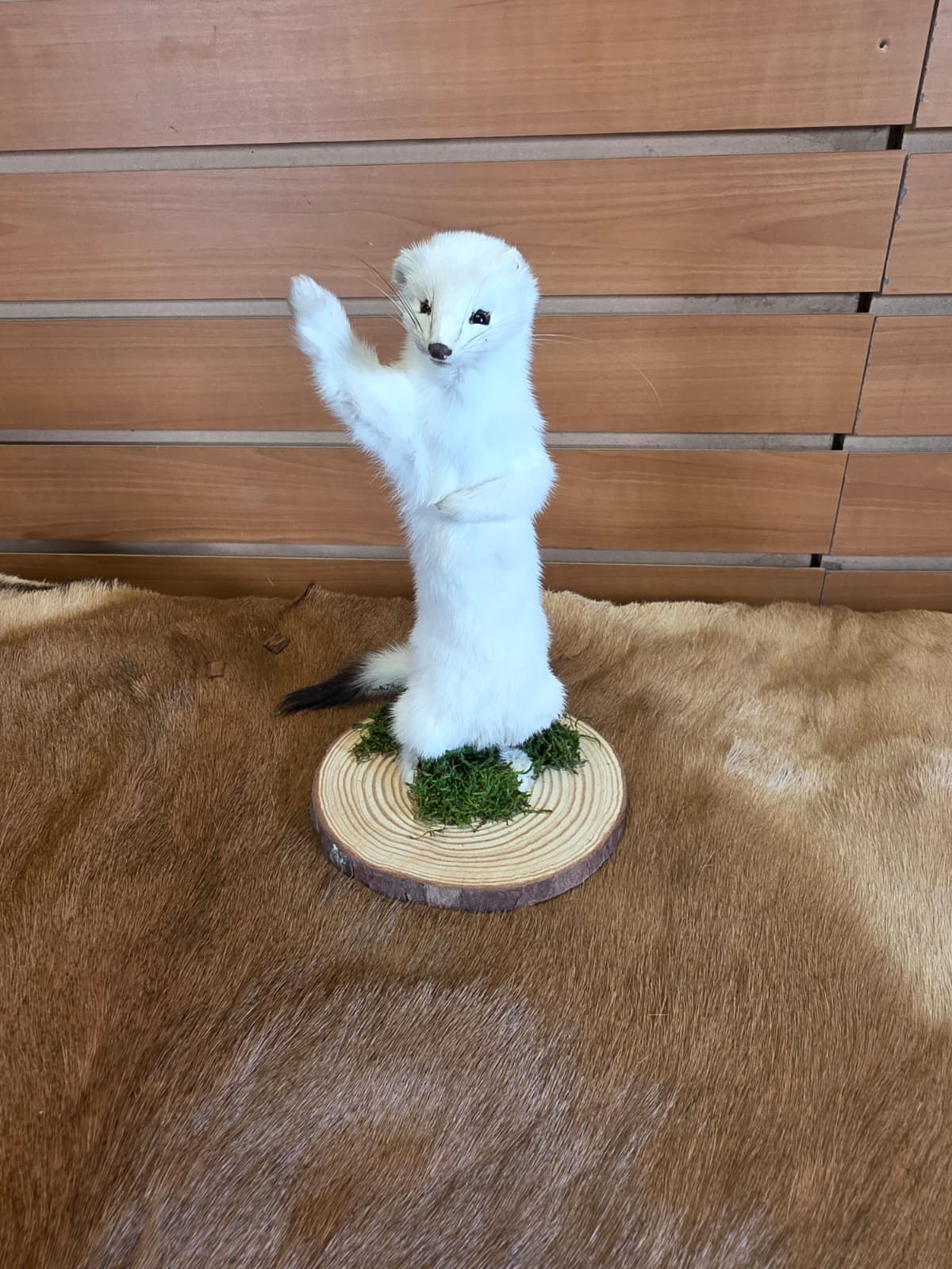 FHCK101 - Beautiful Adorable Weasel Ermine Small Animal Taxidermy