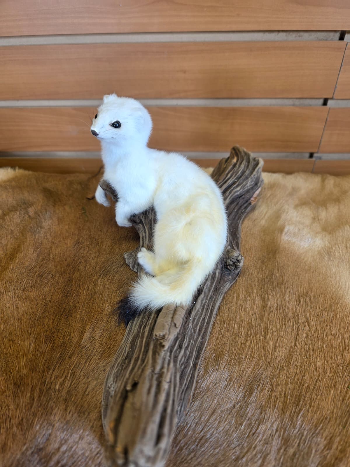 FHCK106 - Beautiful Adorable Weasel Ermine Small Animal Taxidermy