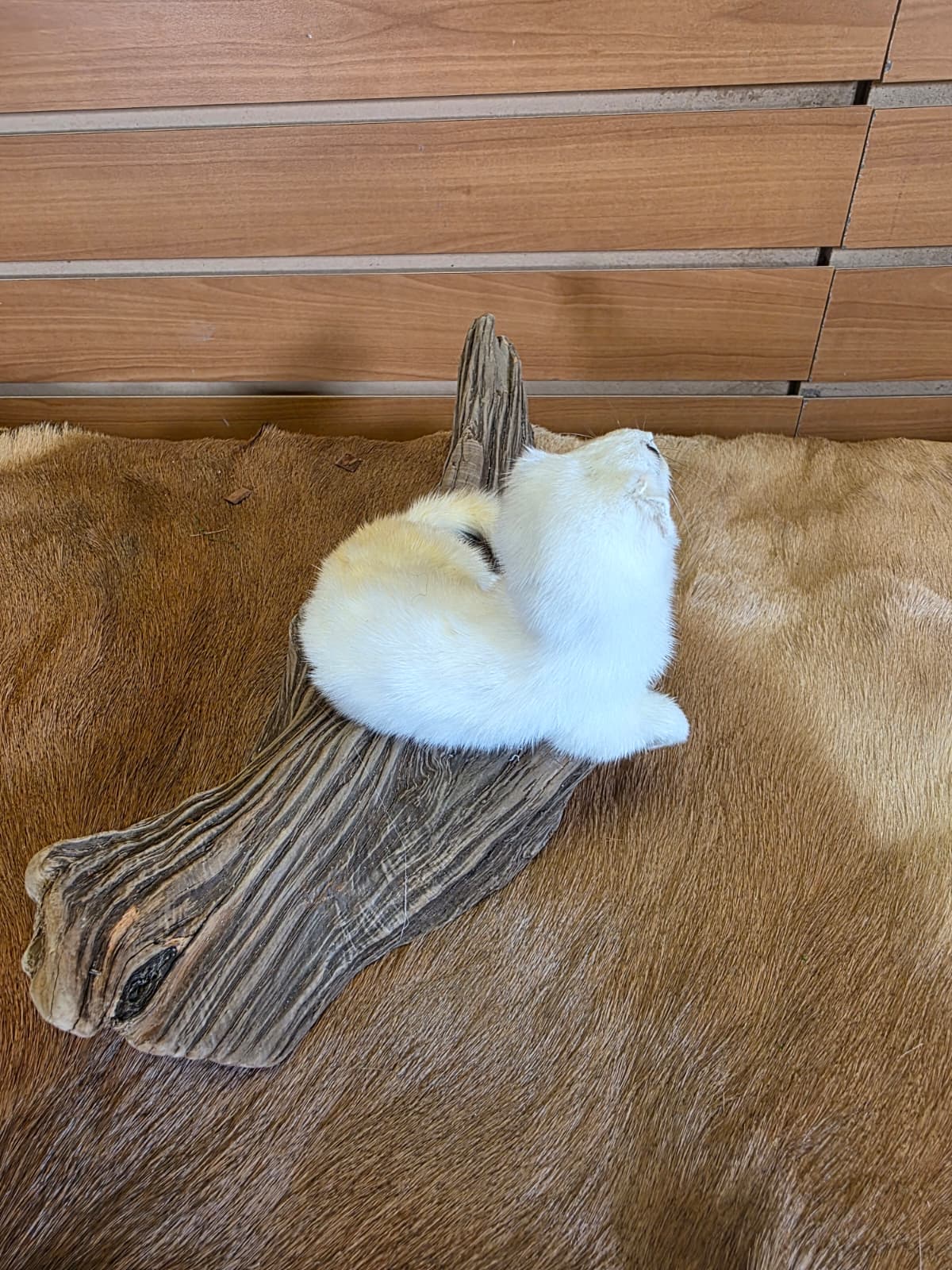 FHCK106 - Beautiful Adorable Weasel Ermine Small Animal Taxidermy