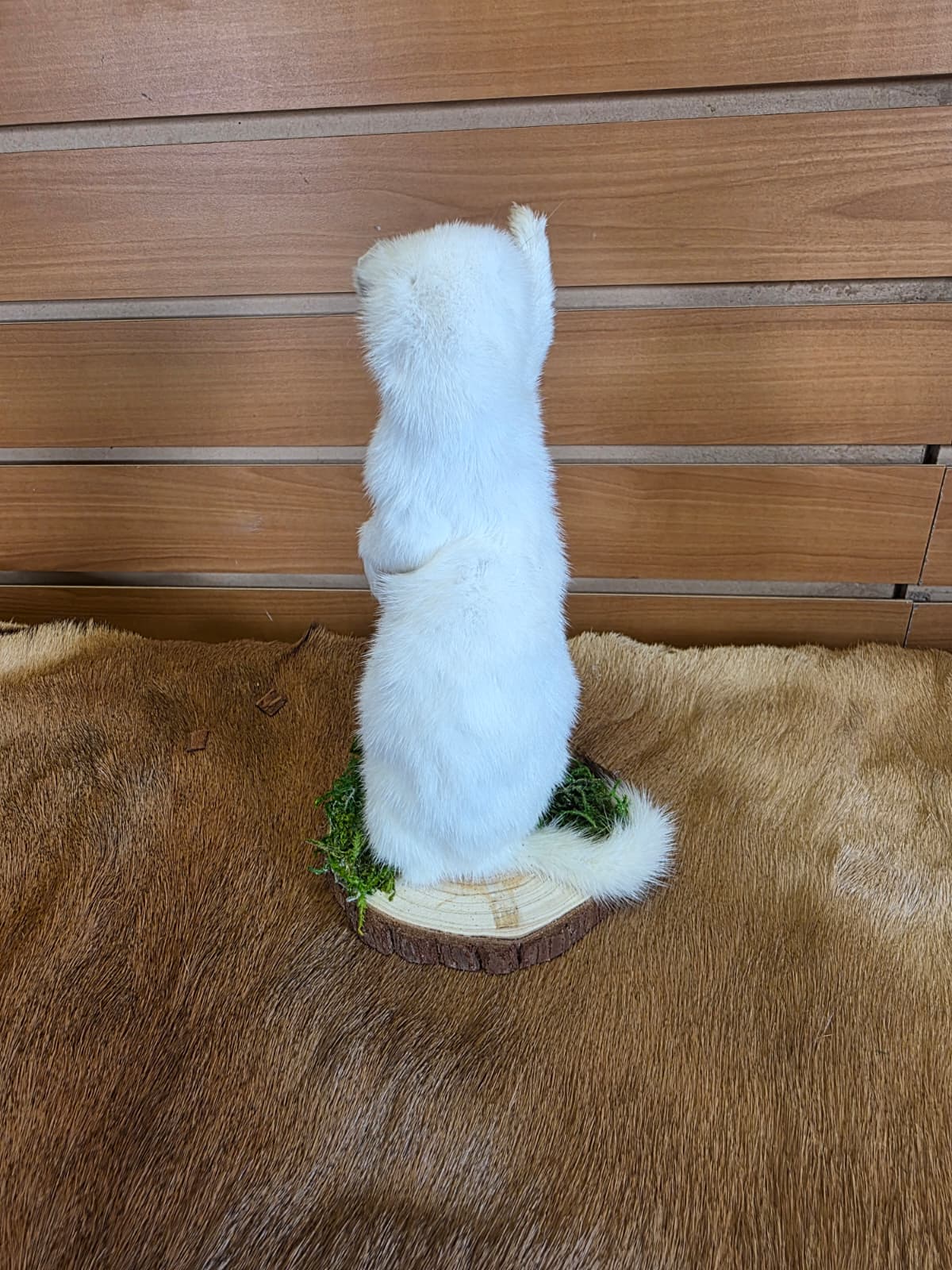 FHCK103 - Beautiful Adorable Weasel Ermine Small Animal Taxidermy