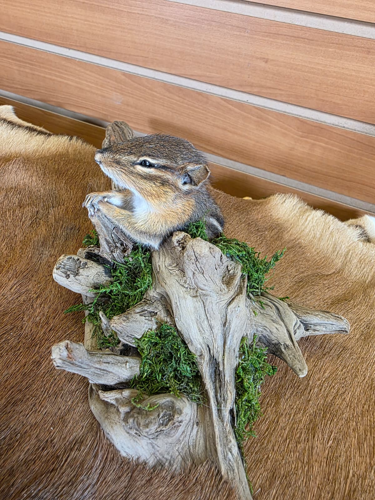 FHCK109 - Chipmunk Taxidermy Mount