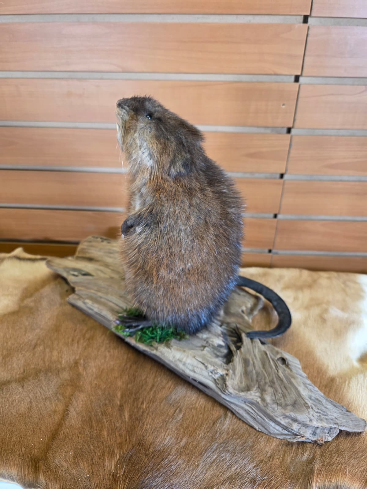FHCK120 - Muskrat Taxidermy Mount