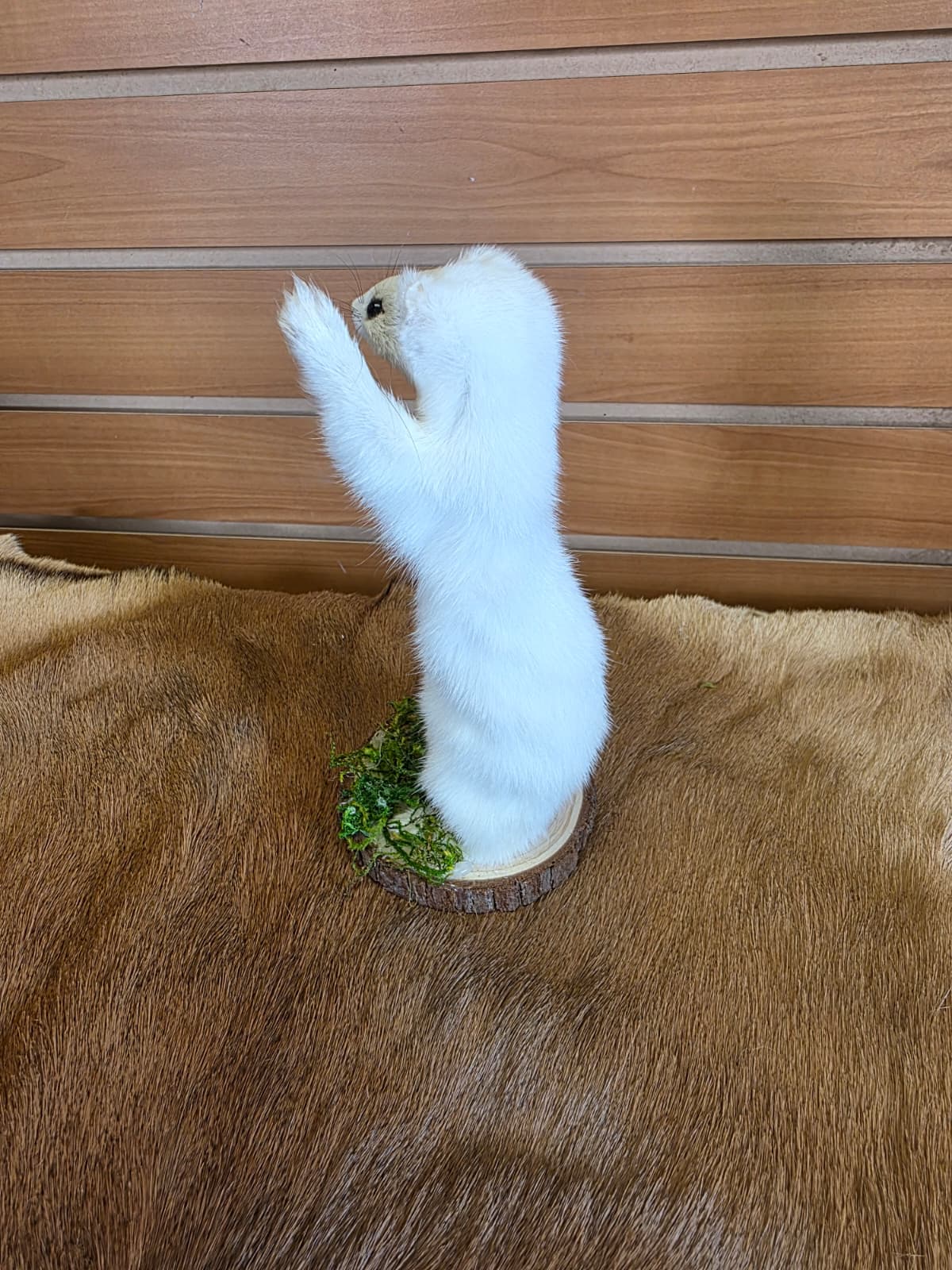 FHCK99 - Beautiful Adorable Weasel Ermine Small Animal Taxidermy