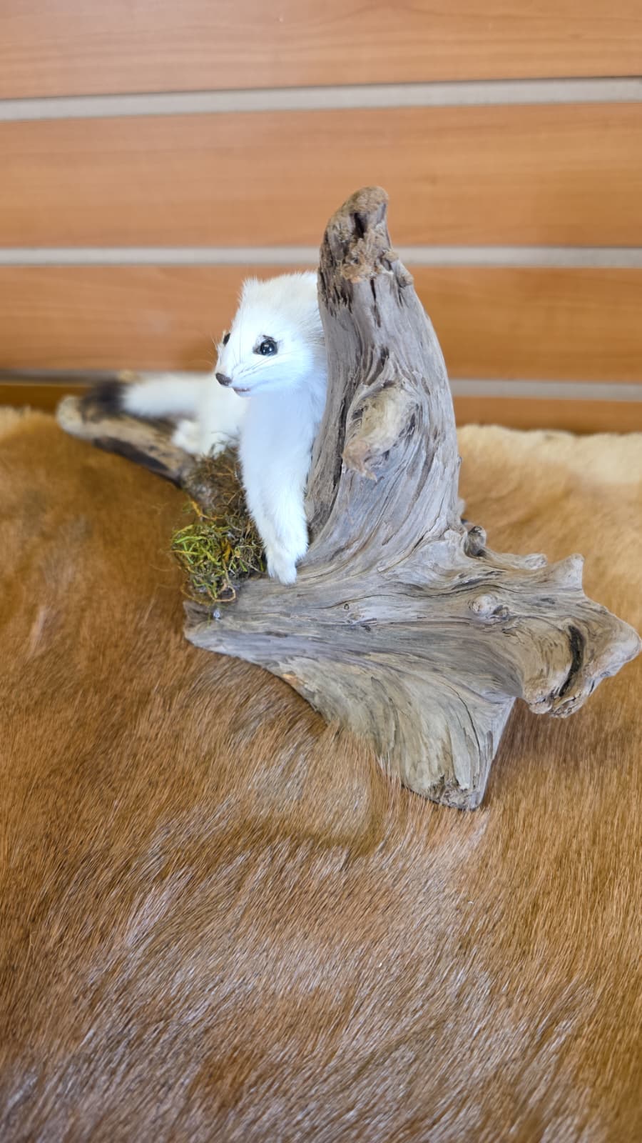 FHCK96 - Beautiful Adorable Weasel Ermine Small Animal Taxidermy