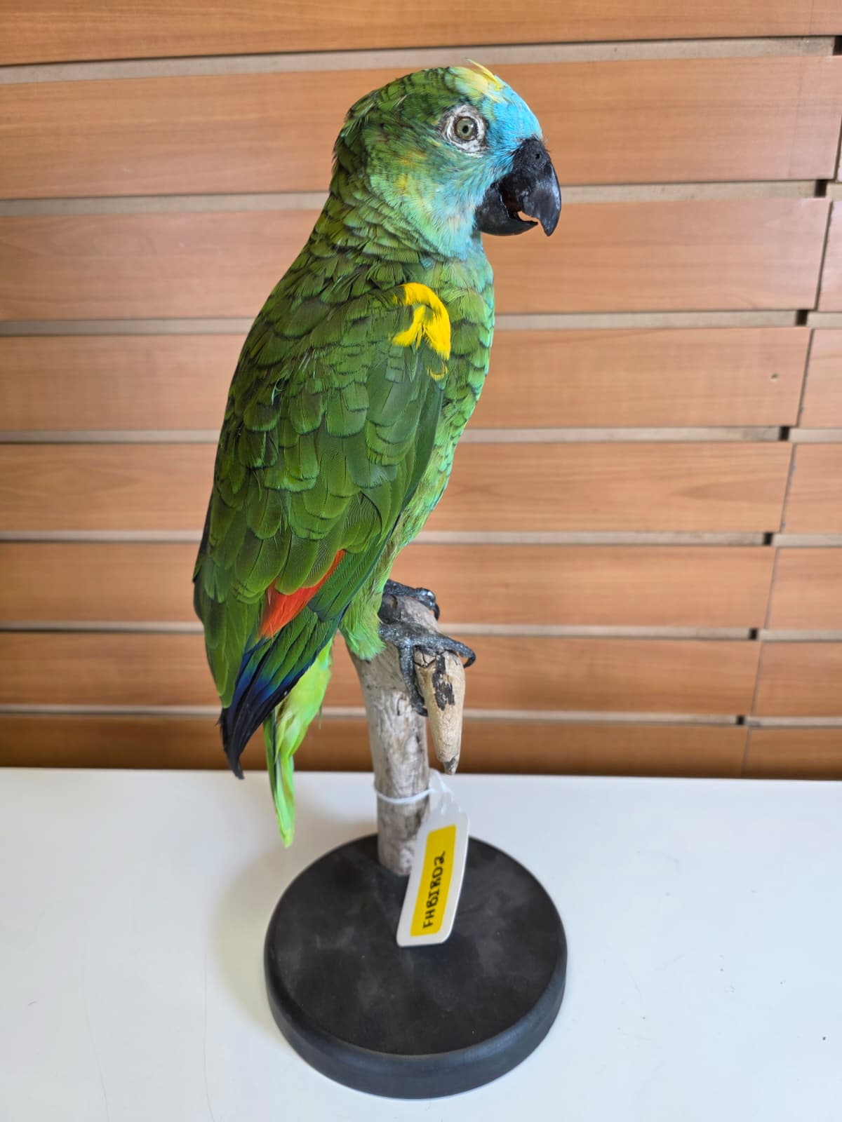 FHBIRD2 - Yellow-headed Amazon Taxidermy Mount