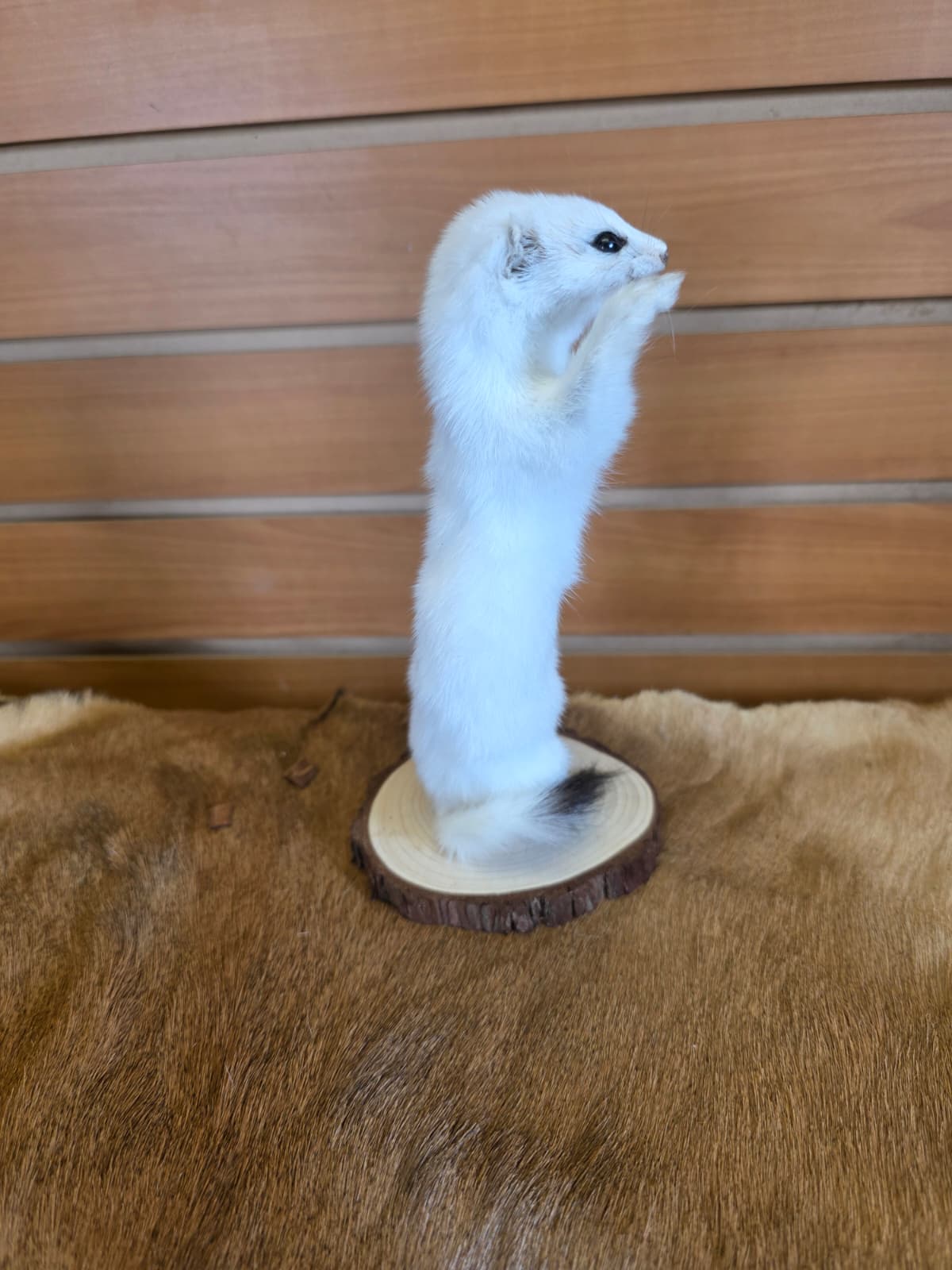 FHCK102 - Beautiful Adorable Weasel Ermine Small Animal Taxidermy