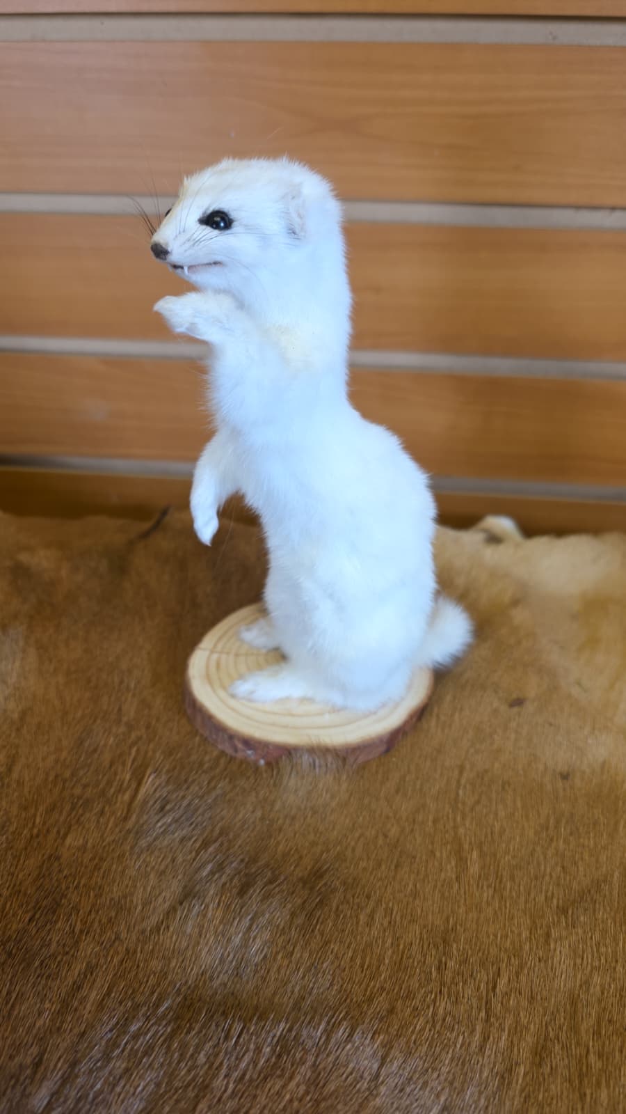 FHCK91 - Beautiful Adorable Weasel Ermine Small Animal Taxidermy