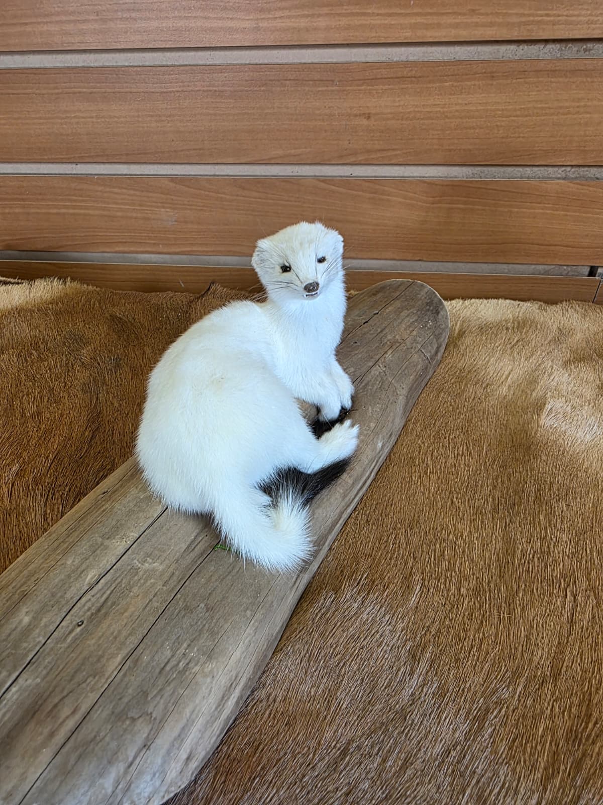 FHCK105 - Beautiful Adorable Weasel Ermine Small Animal Taxidermy