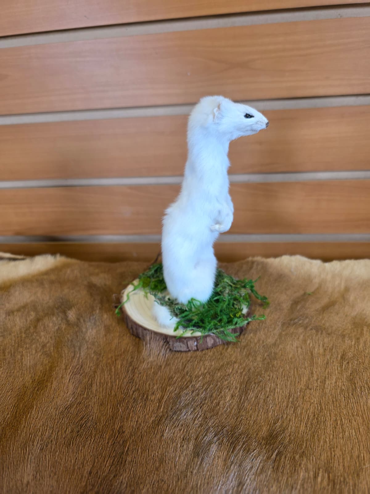 FHCK100 - Beautiful Adorable Weasel Ermine Small Animal Taxidermy
