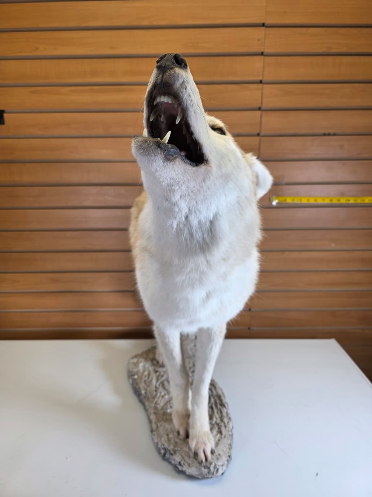 FHAB26 - Coyote Taxidermy Mount
