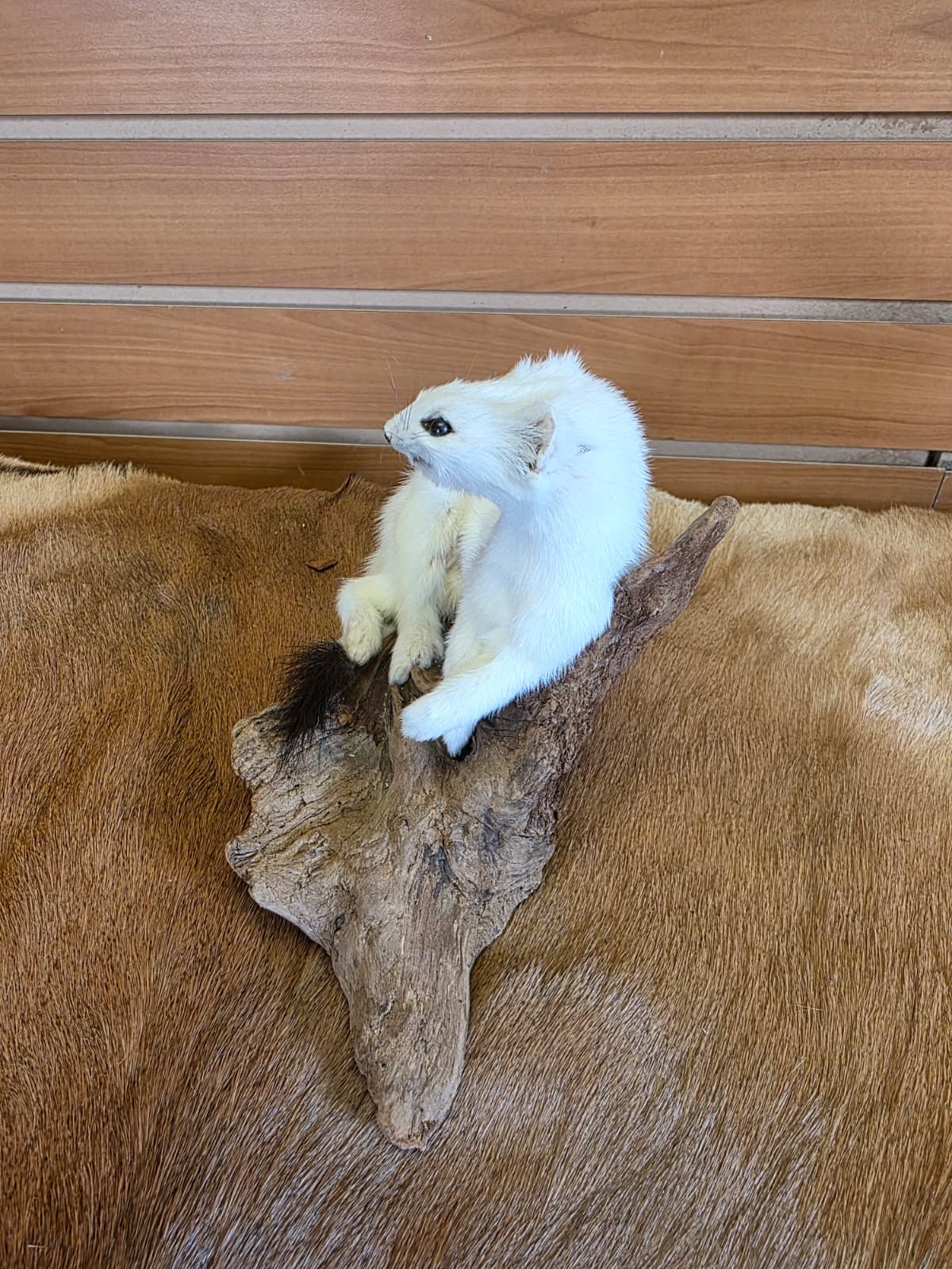 FHCK104 - Beautiful Adorable Weasel Ermine Small Animal Taxidermy