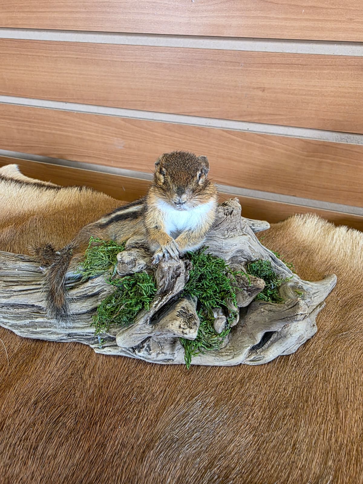 FHCK109 - Chipmunk Taxidermy Mount
