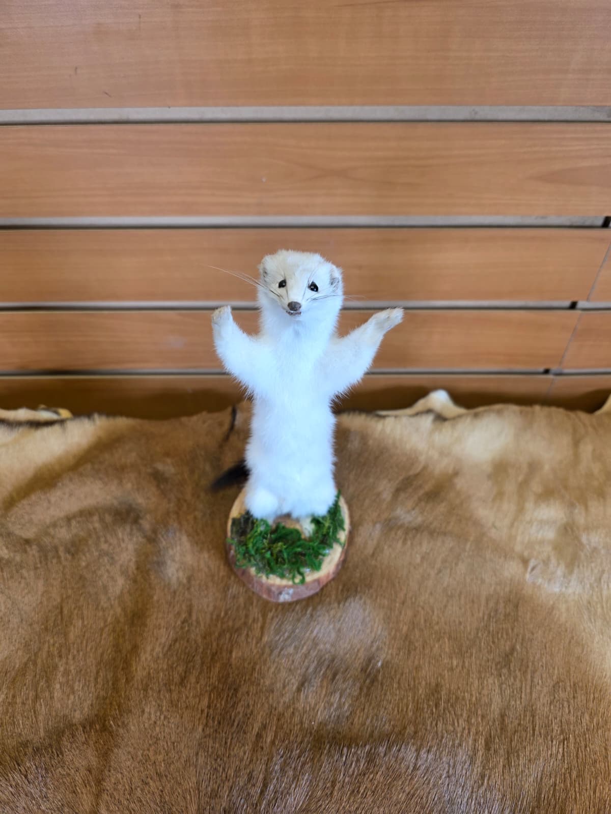 FHCK90 - Beautiful Adorable Weasel Ermine Small Animal Taxidermy