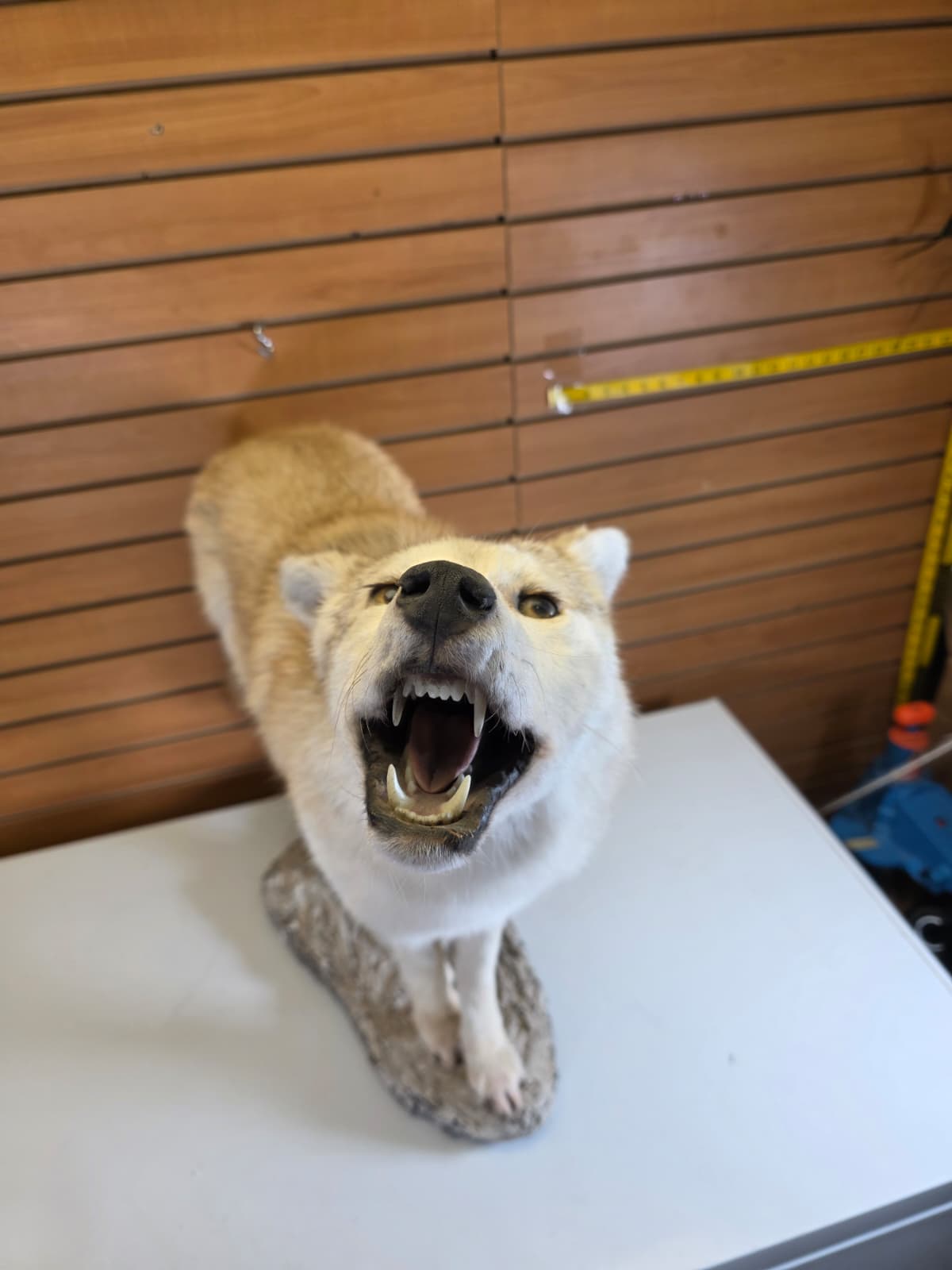 FHAB26 - Coyote Taxidermy Mount