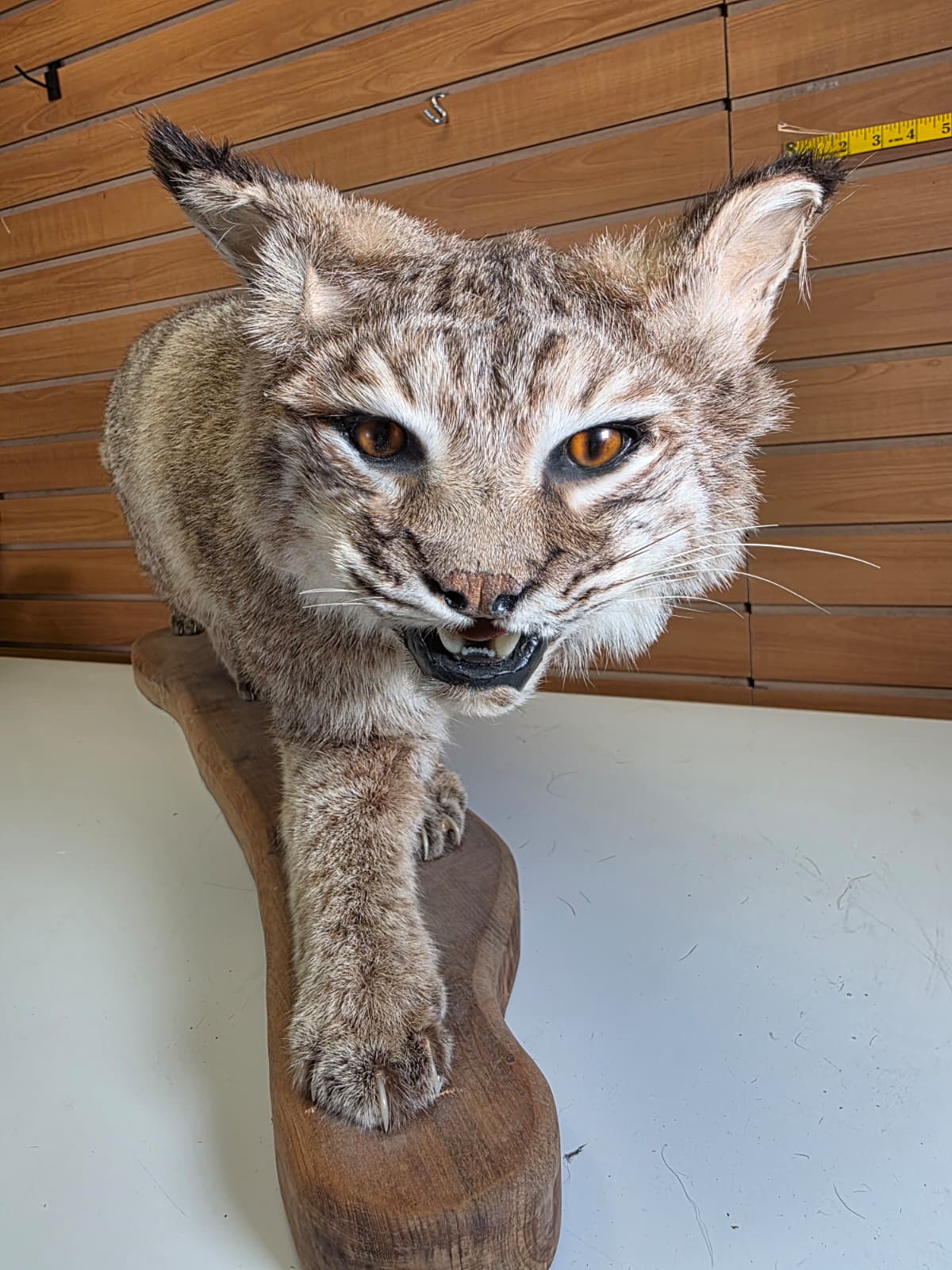 FHAB25 - Bobcat Taxidermy Mount