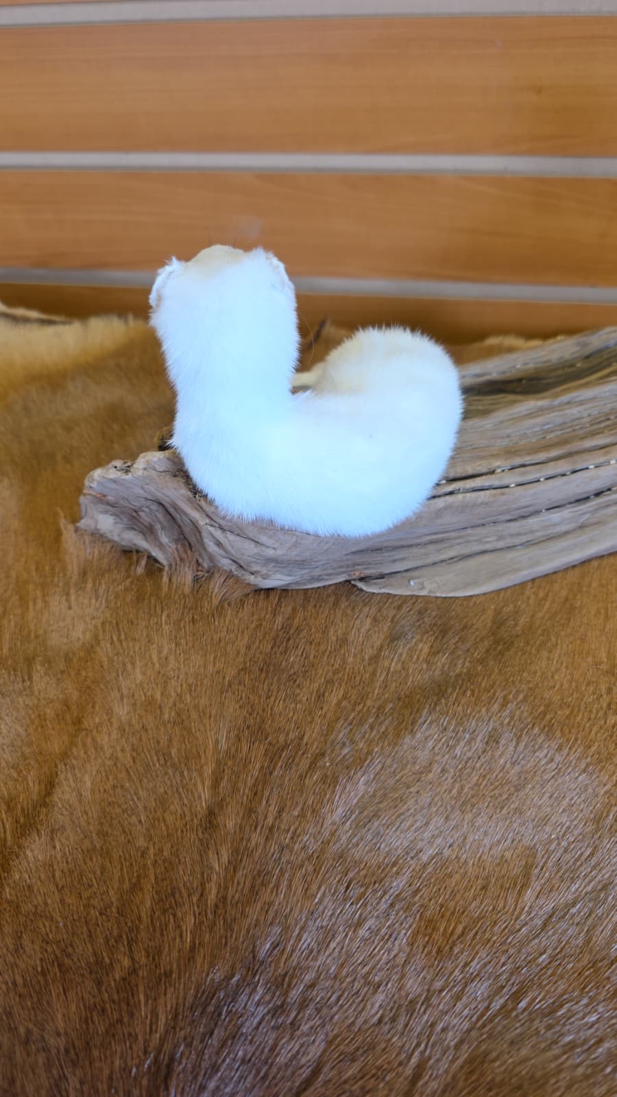 FHCK95 - Beautiful Adorable Weasel Ermine Small Animal Taxidermy