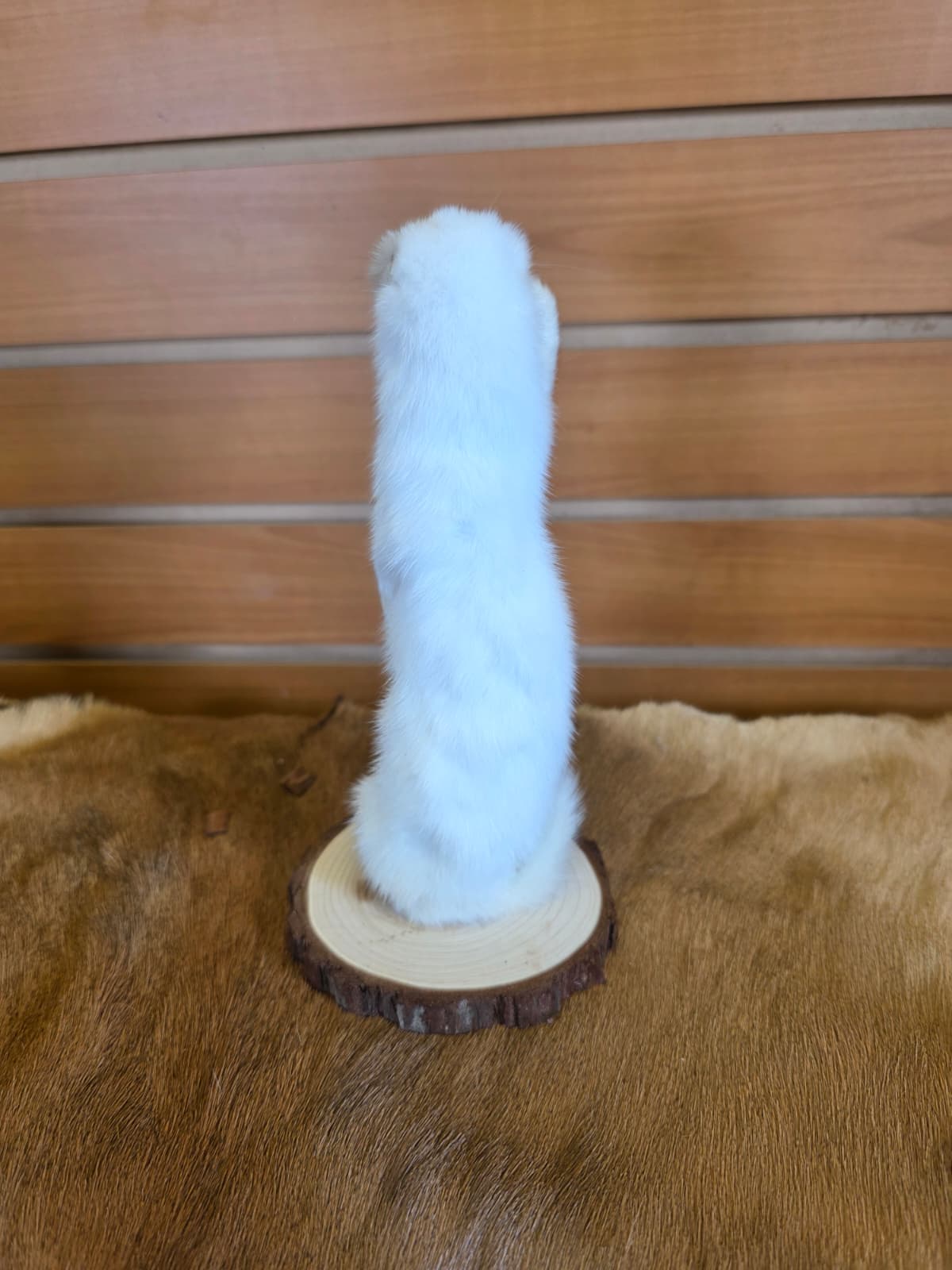 FHCK102 - Beautiful Adorable Weasel Ermine Small Animal Taxidermy