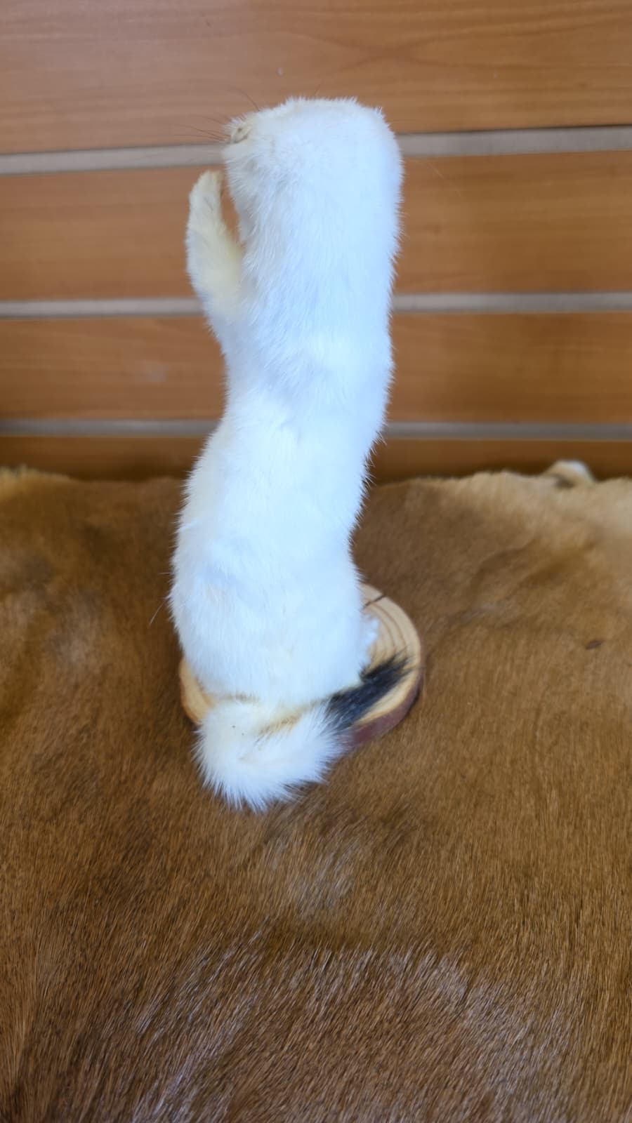 FHCK91 - Beautiful Adorable Weasel Ermine Small Animal Taxidermy