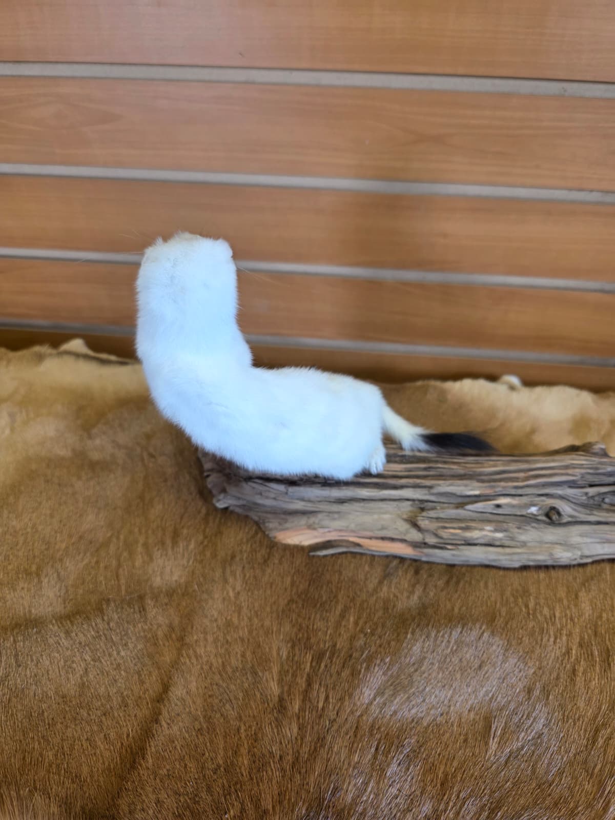 FHCK93 - Beautiful Adorable Weasel Ermine Small Animal Taxidermy