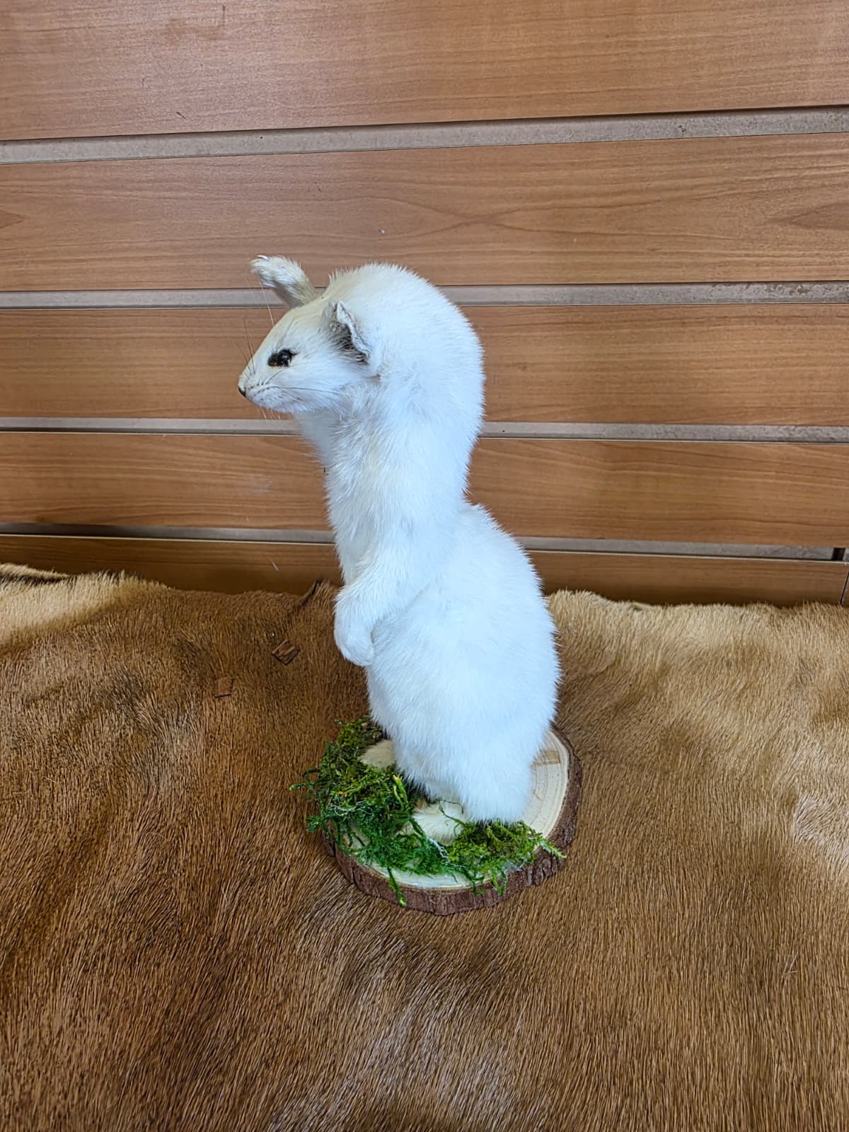 FHCK103 - Beautiful Adorable Weasel Ermine Small Animal Taxidermy