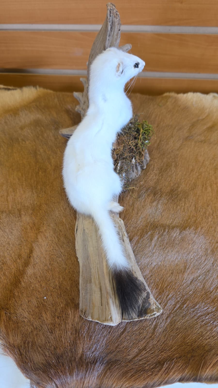 FHCK96 - Beautiful Adorable Weasel Ermine Small Animal Taxidermy