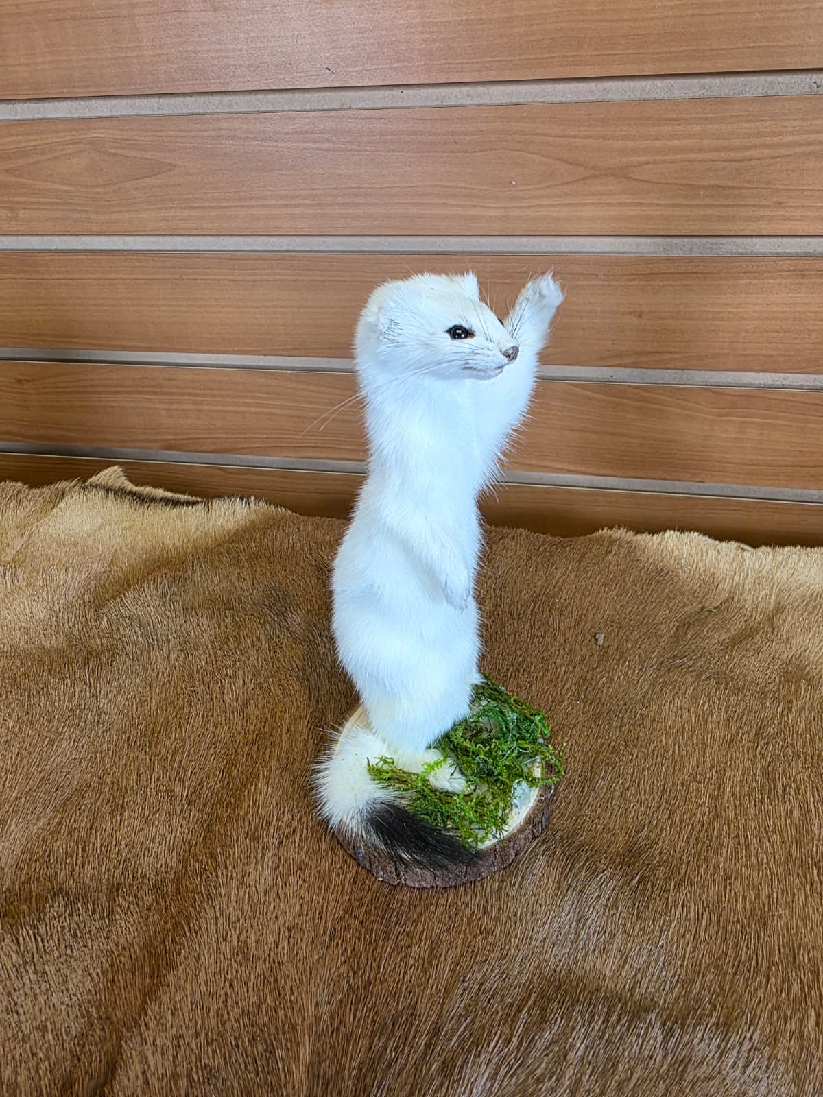 FHCK99 - Beautiful Adorable Weasel Ermine Small Animal Taxidermy