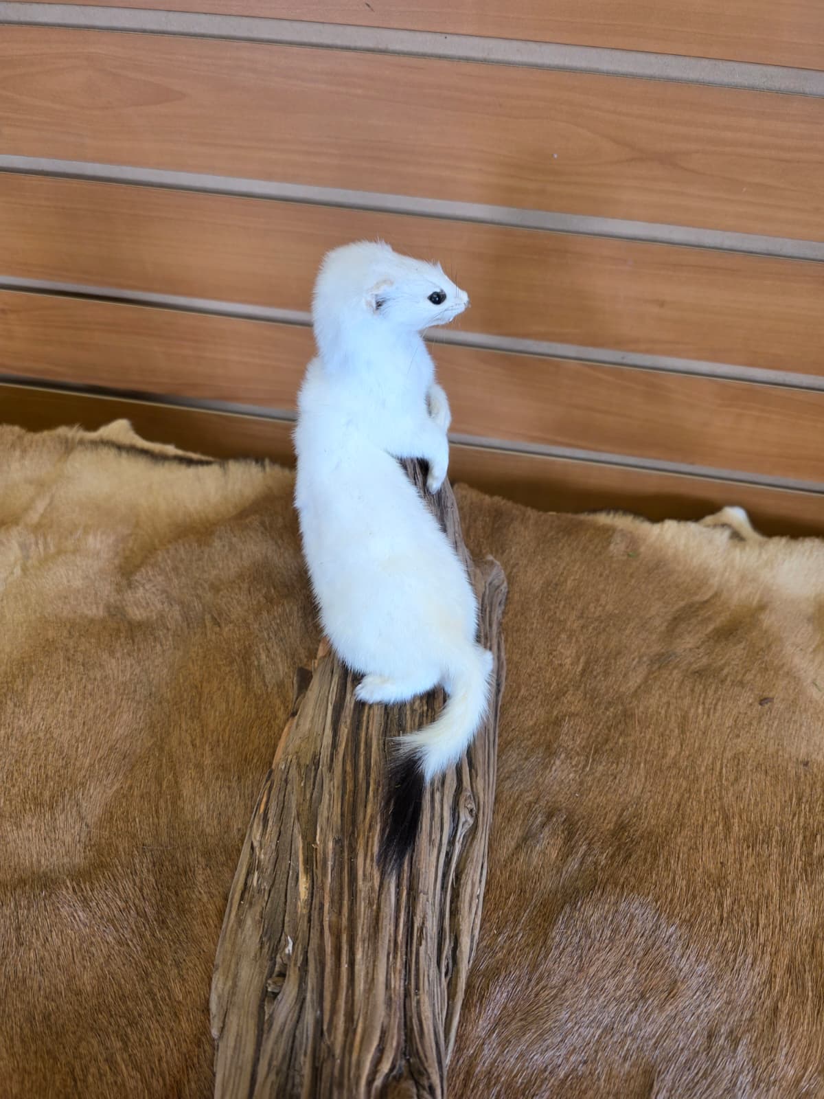 FHCK93 - Beautiful Adorable Weasel Ermine Small Animal Taxidermy