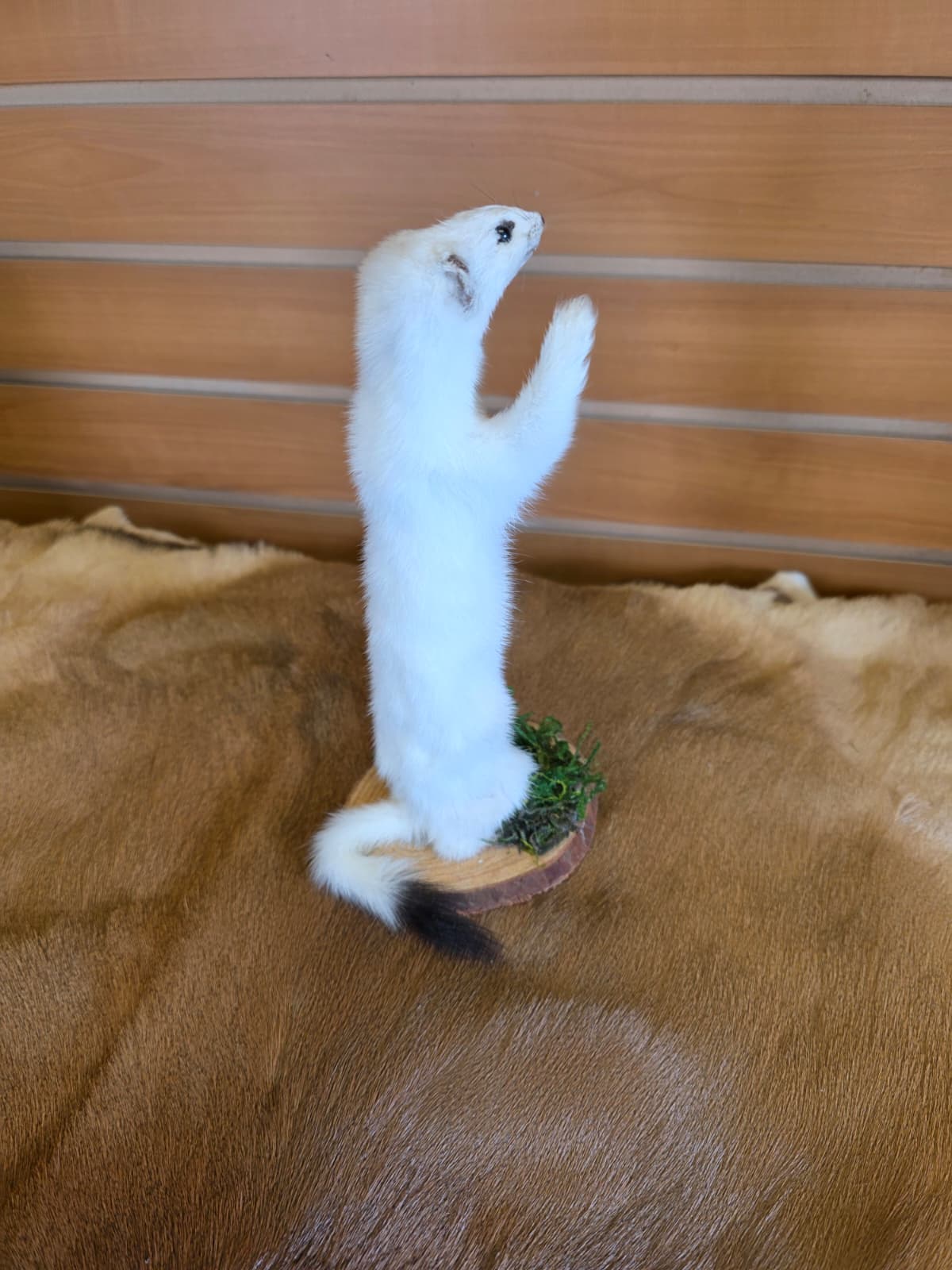 FHCK90 - Beautiful Adorable Weasel Ermine Small Animal Taxidermy