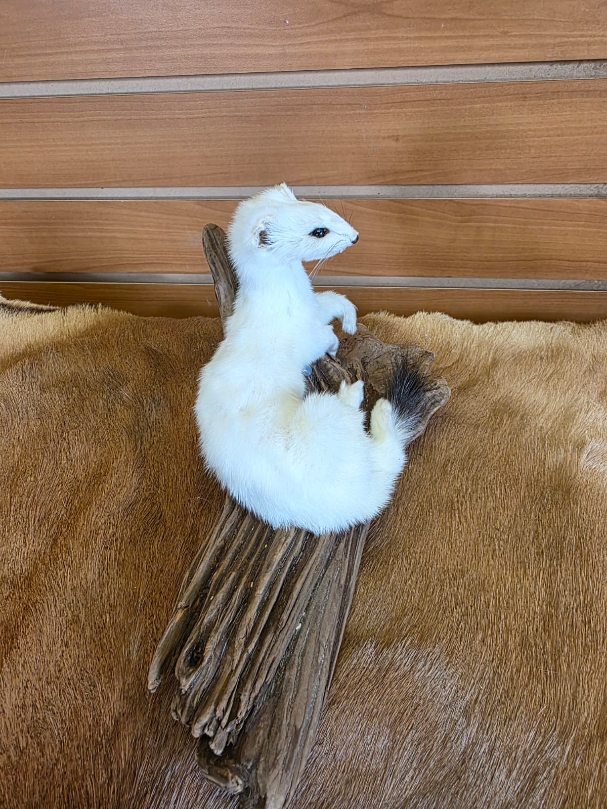 FHCK104 - Beautiful Adorable Weasel Ermine Small Animal Taxidermy