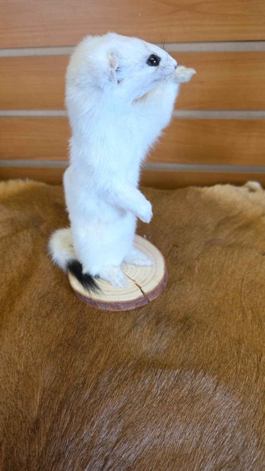 FHCK91 - Beautiful Adorable Weasel Ermine Small Animal Taxidermy