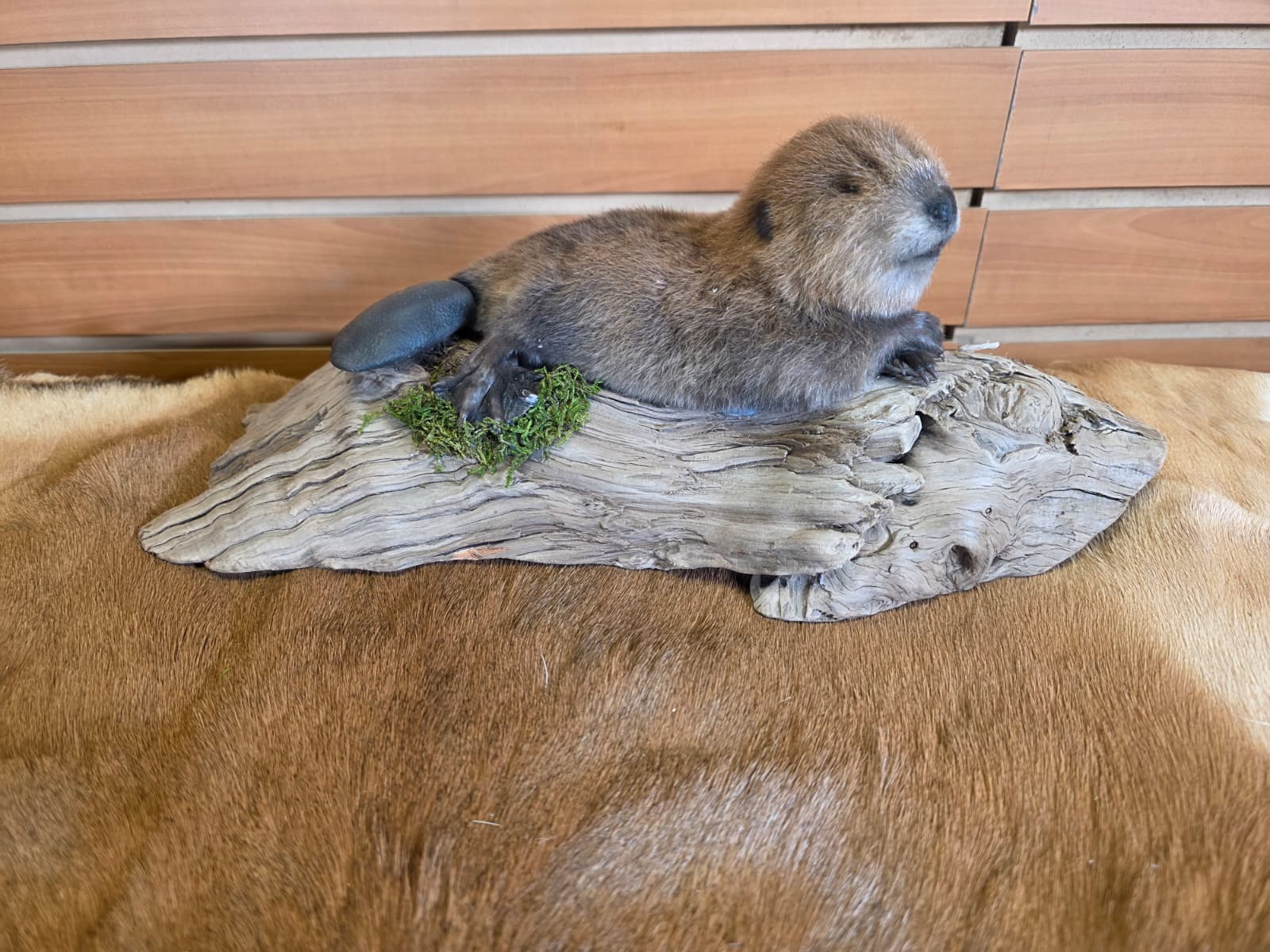 FHCK84 - Baby Beaver Taxidermy Mount