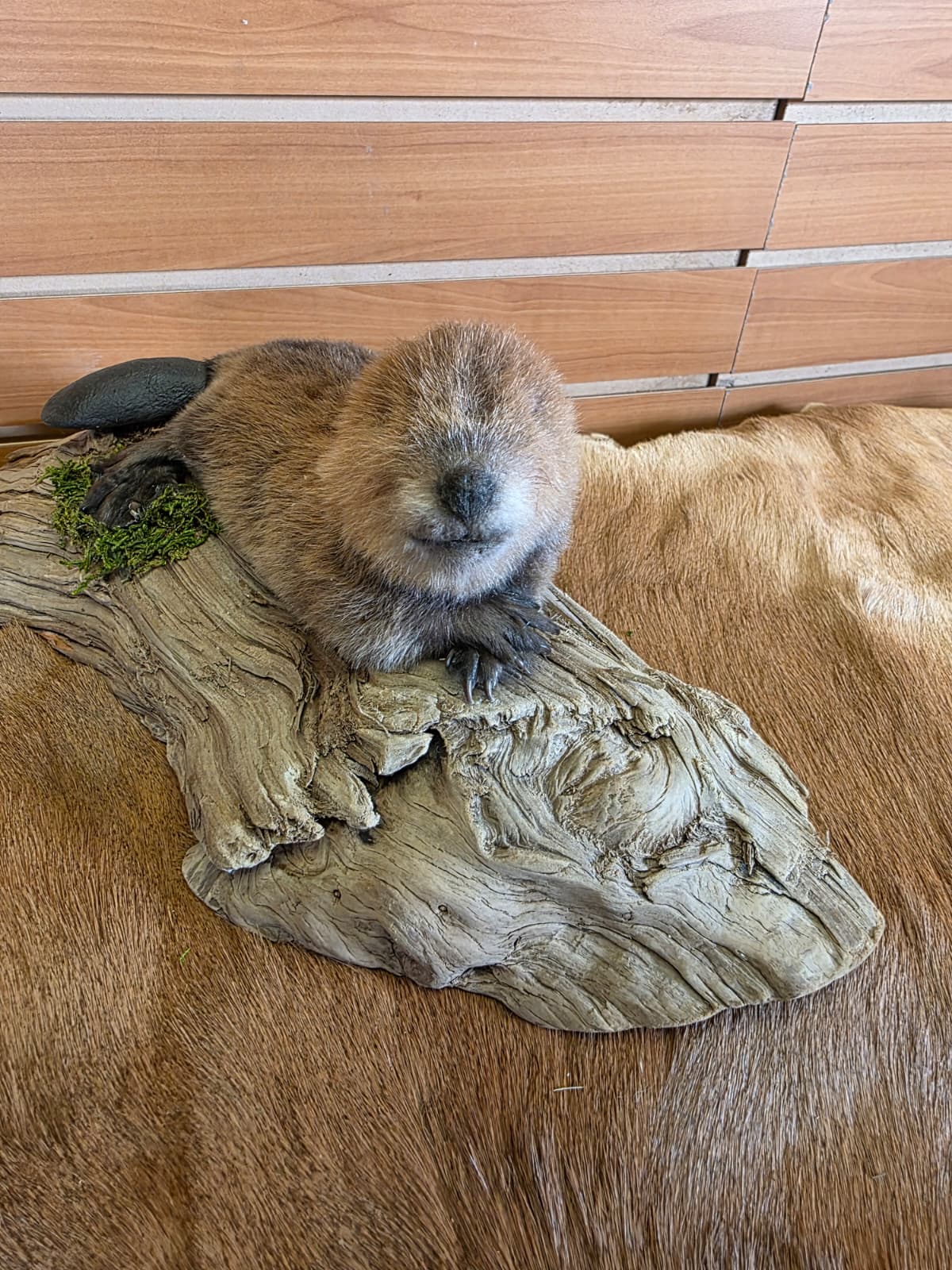 FHCK84 - Baby Beaver Taxidermy Mount
