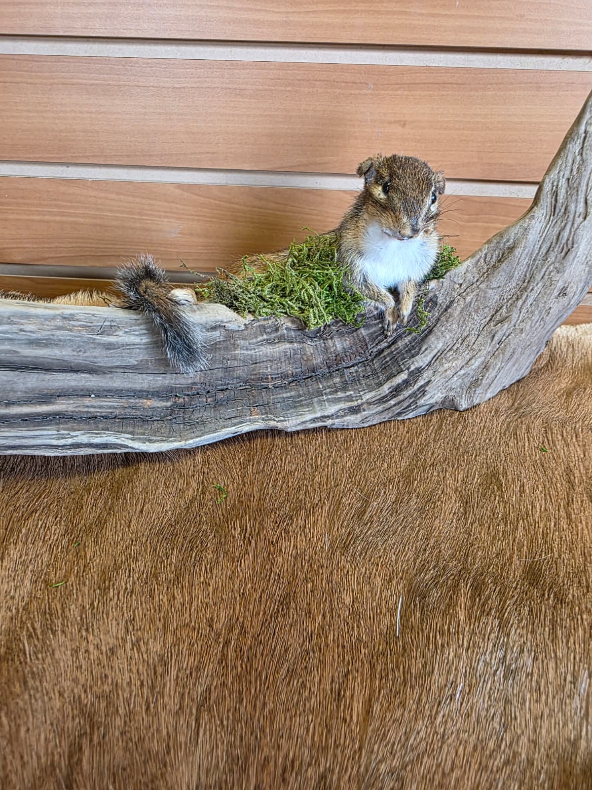 FHCK78 - Chipmunk Taxidermy Mount