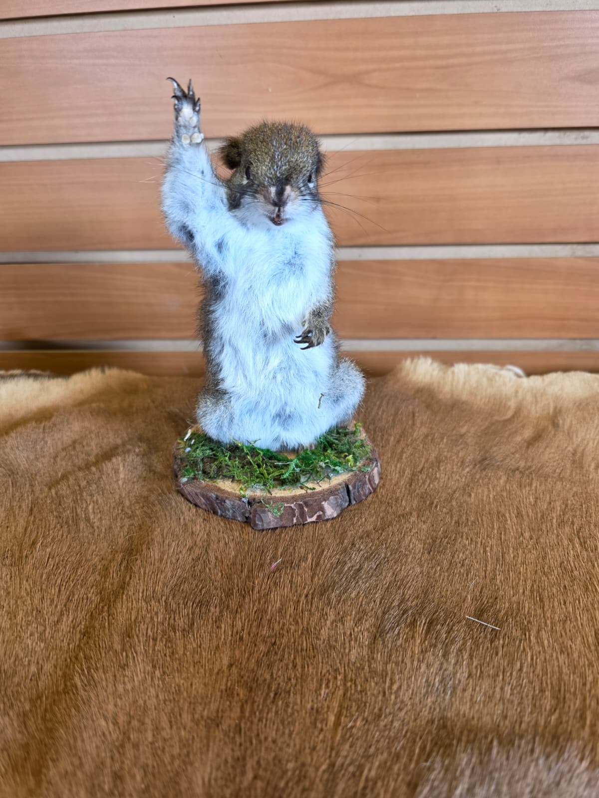FHCK70 - American Red Squirrel Taxidermy Mount