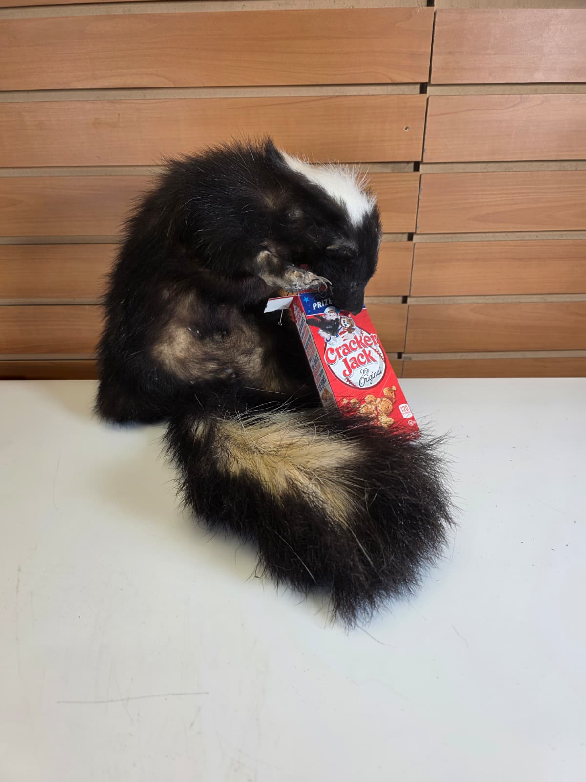 KMSK41 - Full-Body Skunk Taxidermy Mount