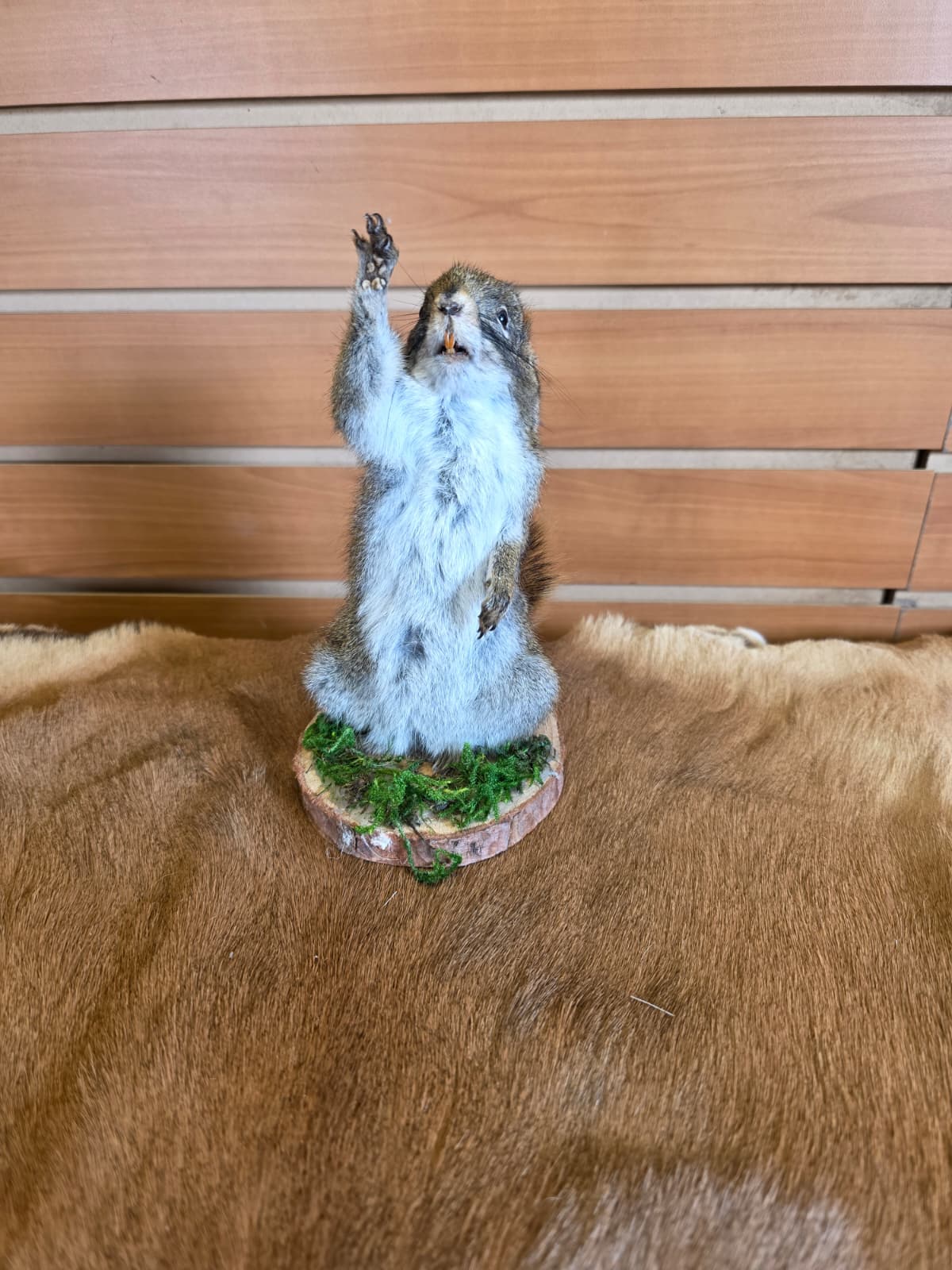 FHCK72 - American Red Squirrel Taxidermy Mount