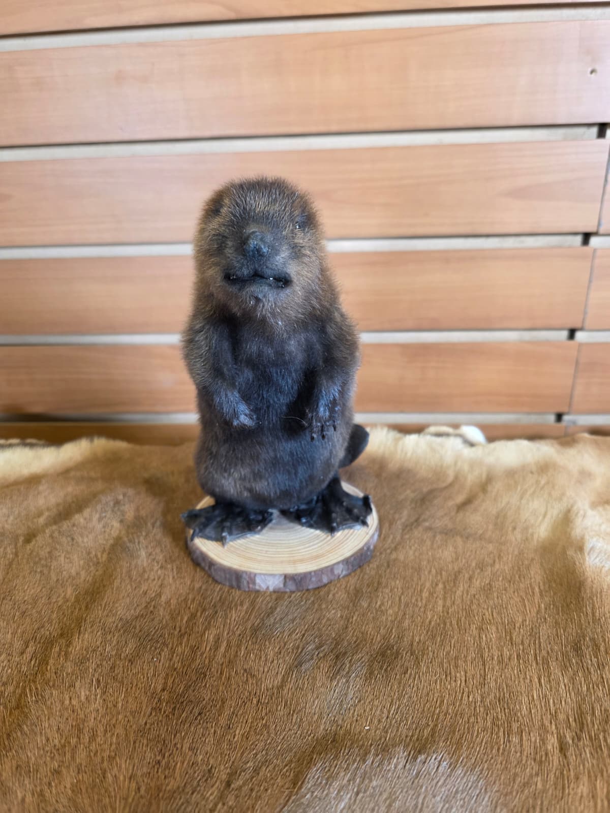 FHCK65 - Baby Beaver Taxidermy Mount