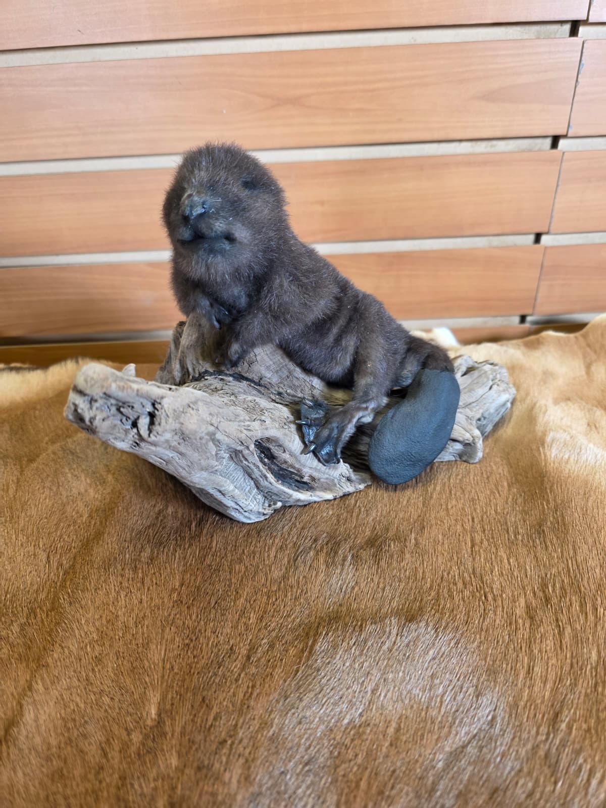 FHCK63 - Baby Beaver Taxidermy Mount