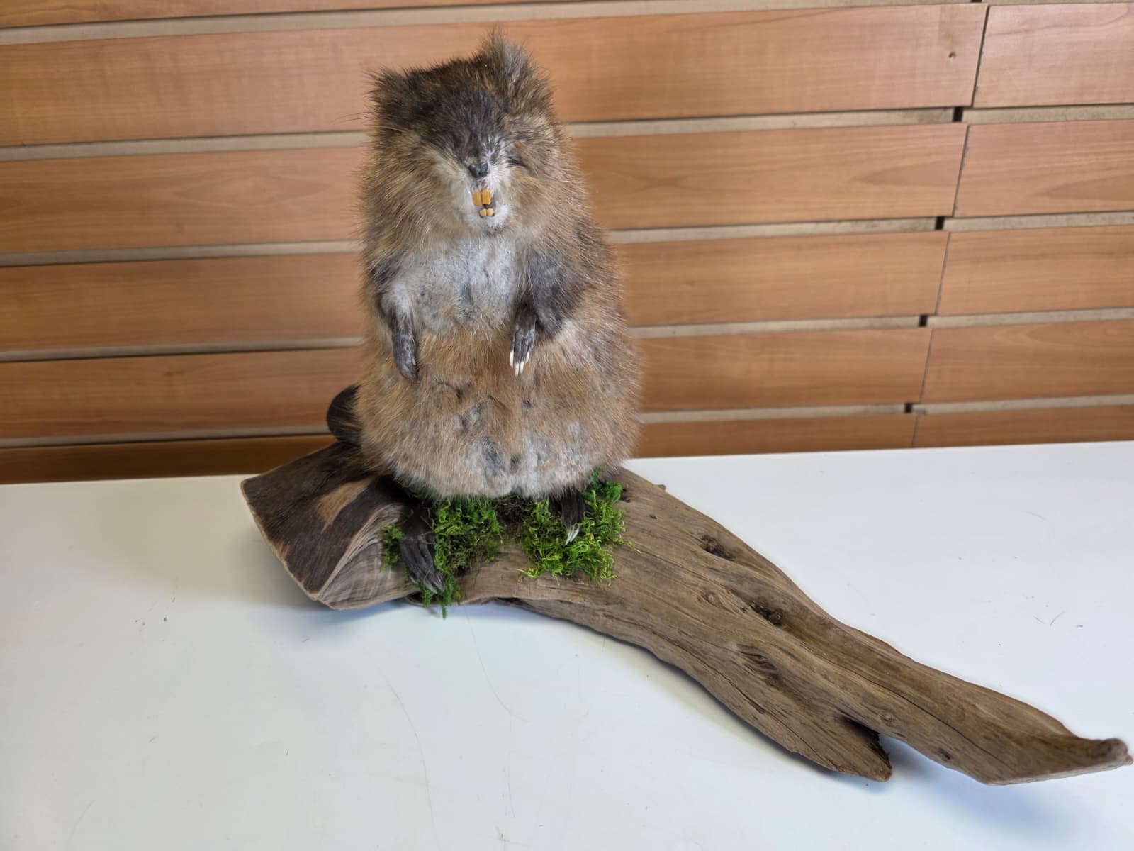 FHCK59 - Muskrat Taxidermy Mount