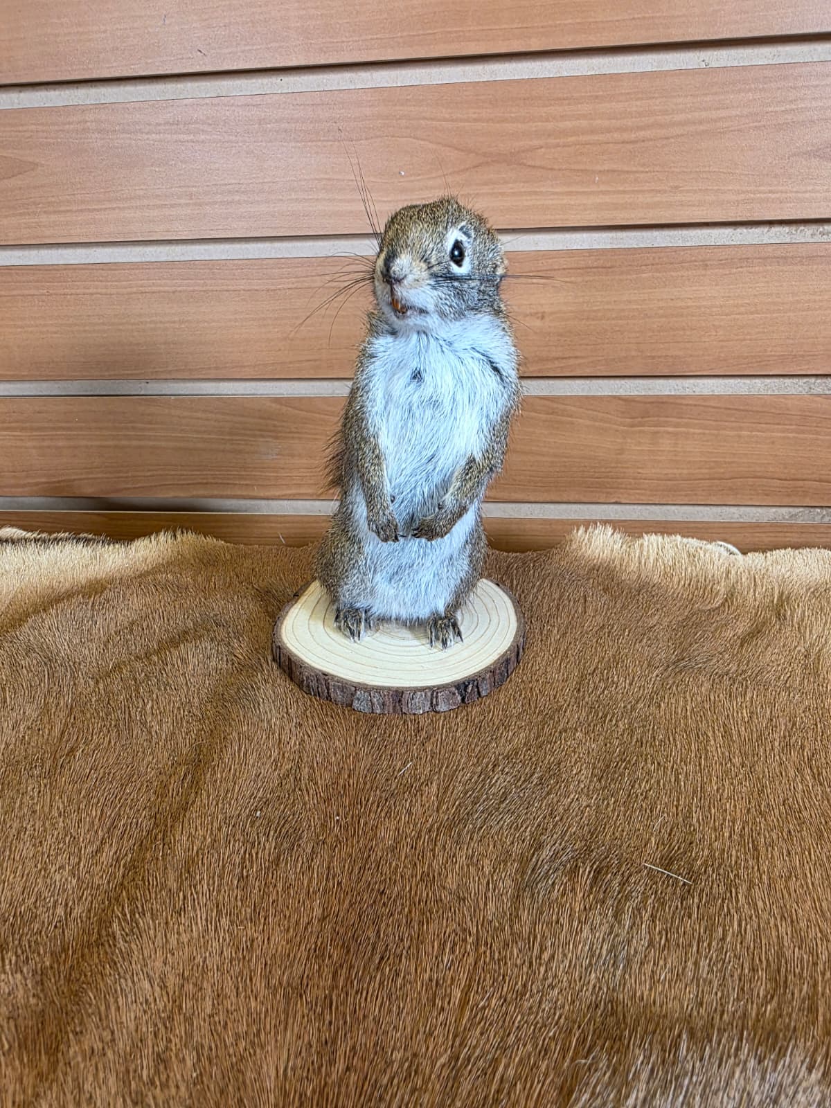 FHCK74 - American Red Squirrel Taxidermy Mount