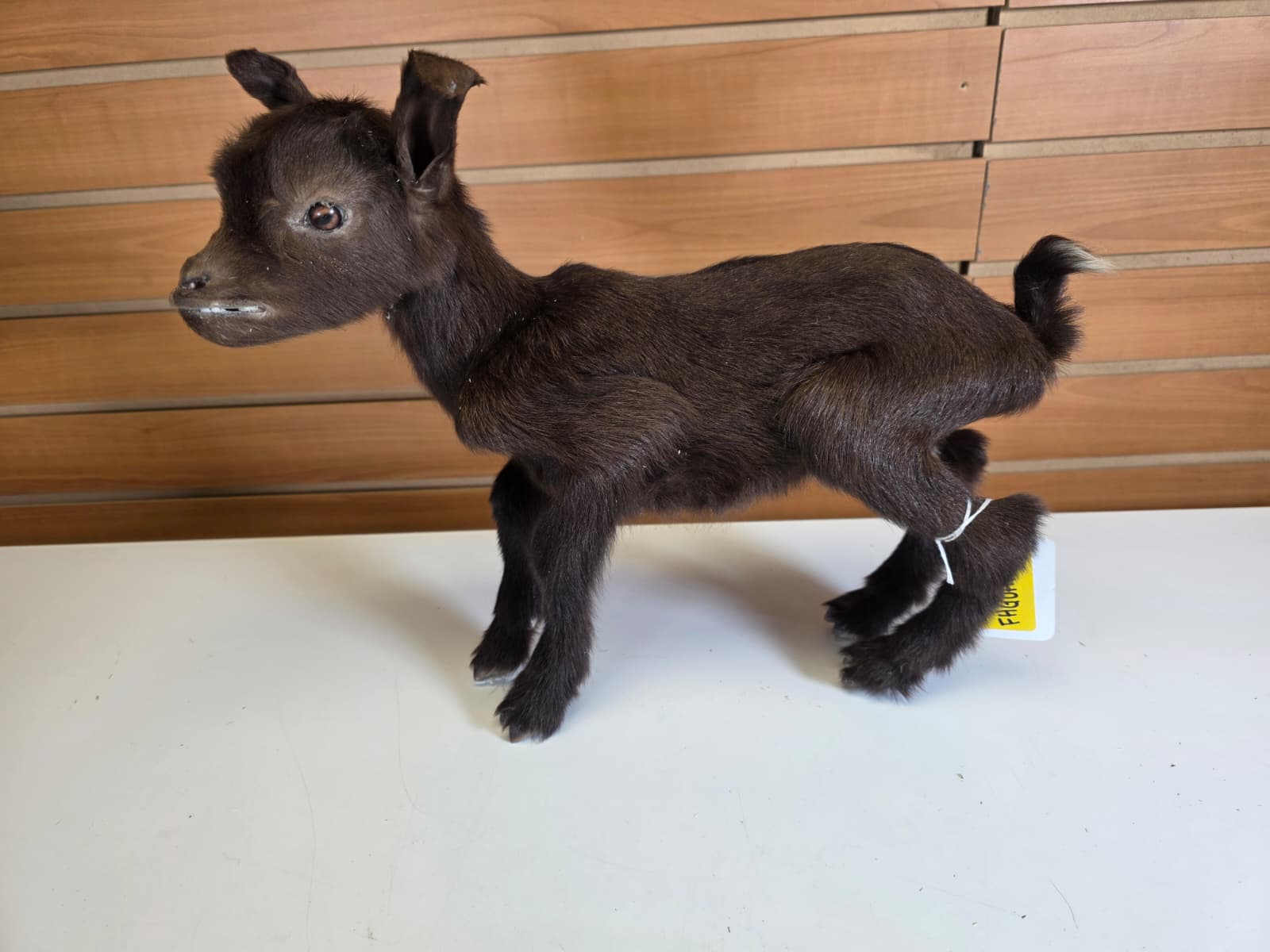 FHGOAT8 - Nigerian Dwarf Goat Taxidermy Mount