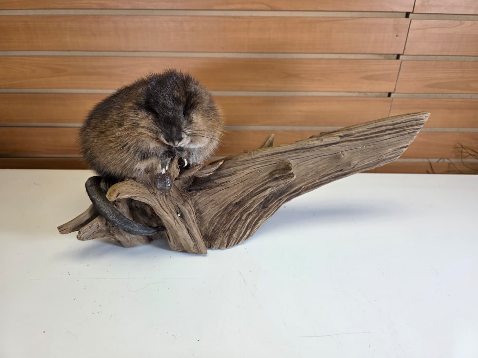 FHCK52 - Muskrat Taxidermy Mount